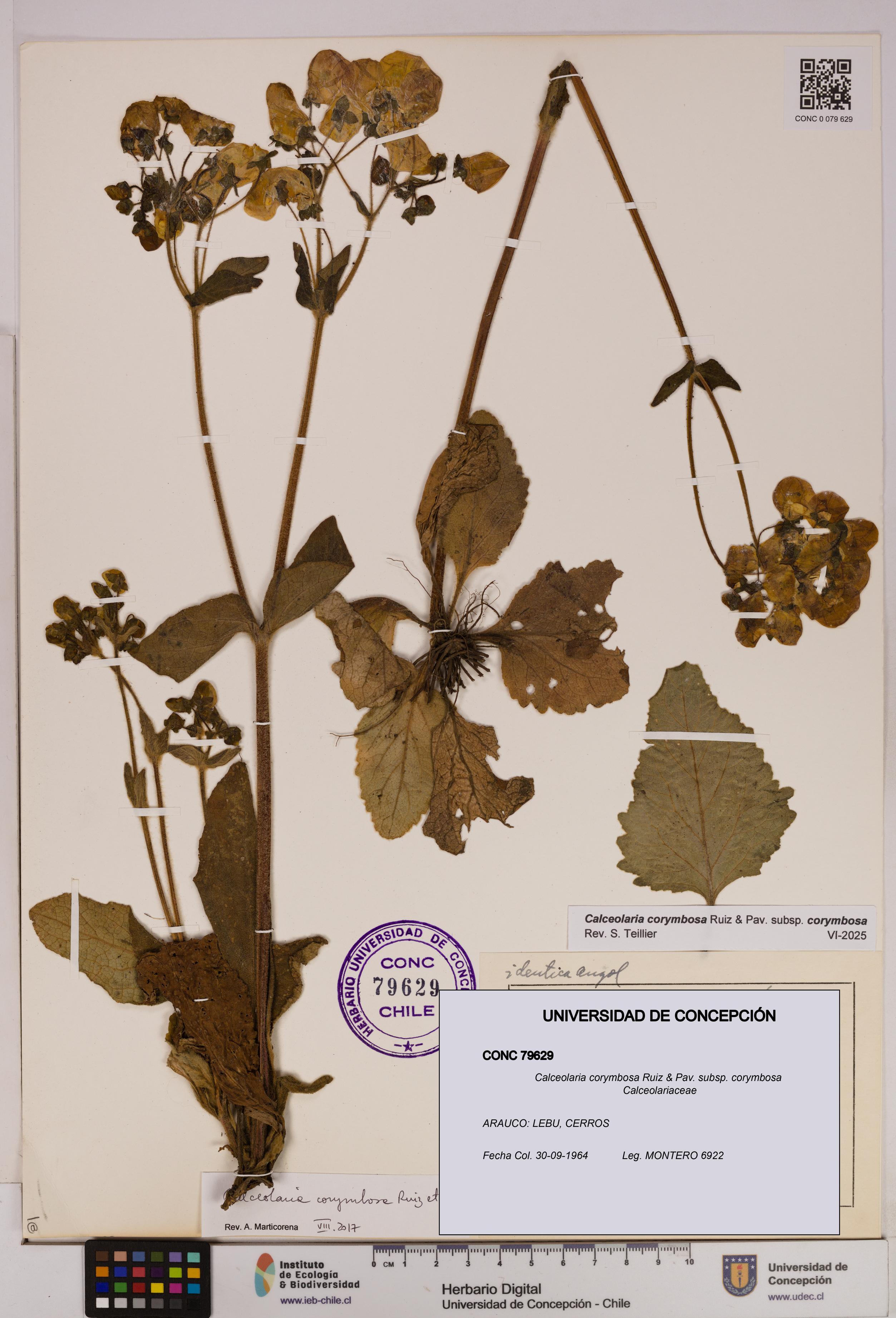 Calceolaria corymbosa [Espécimen: UDEC:CONC:0079629]