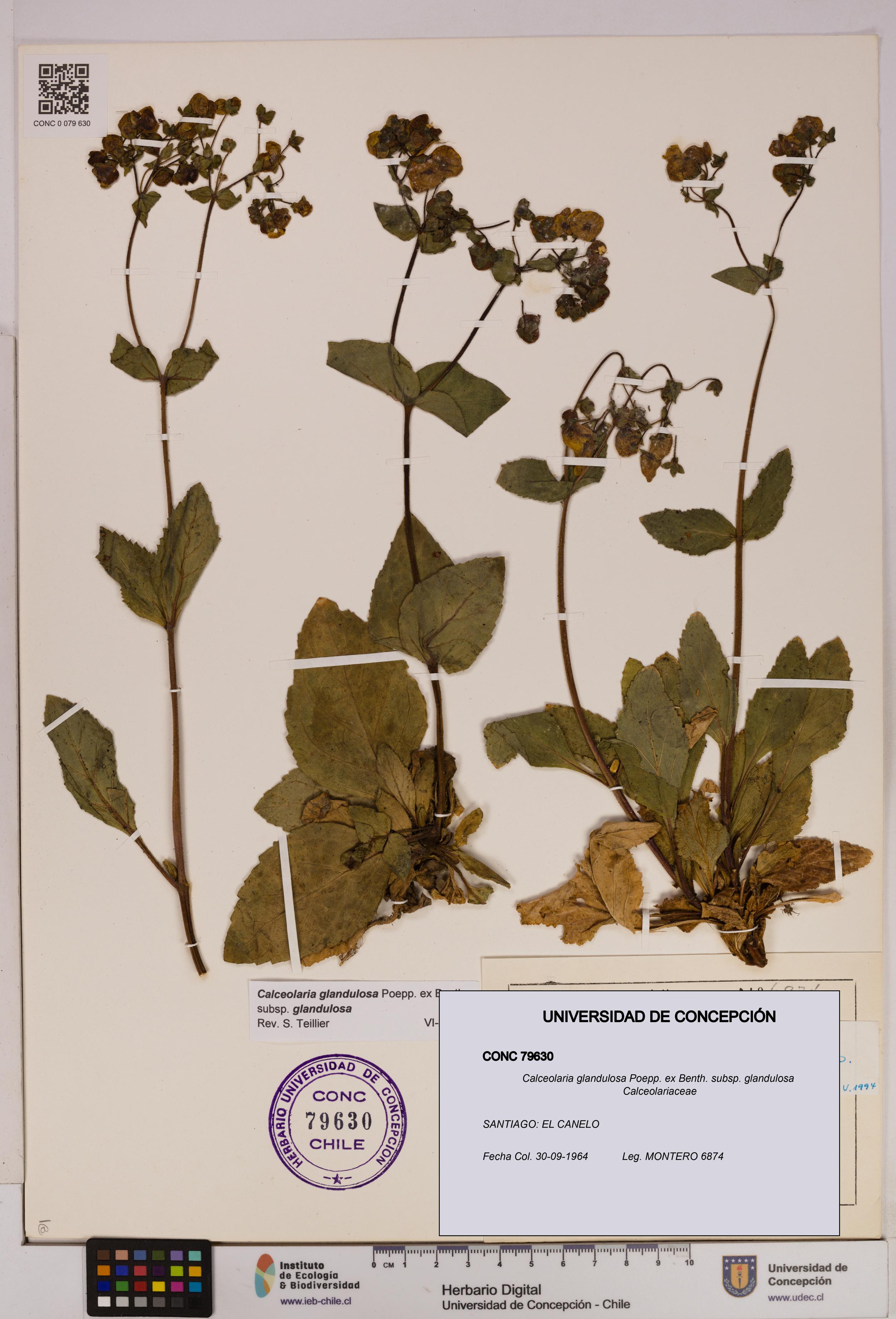 Calceolaria glandulosa [Espécimen: UDEC:CONC:0079630]