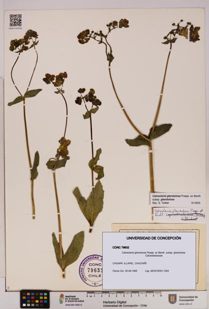 Calceolaria glandulosa [Espécimen: UDEC:CONC:0079632]