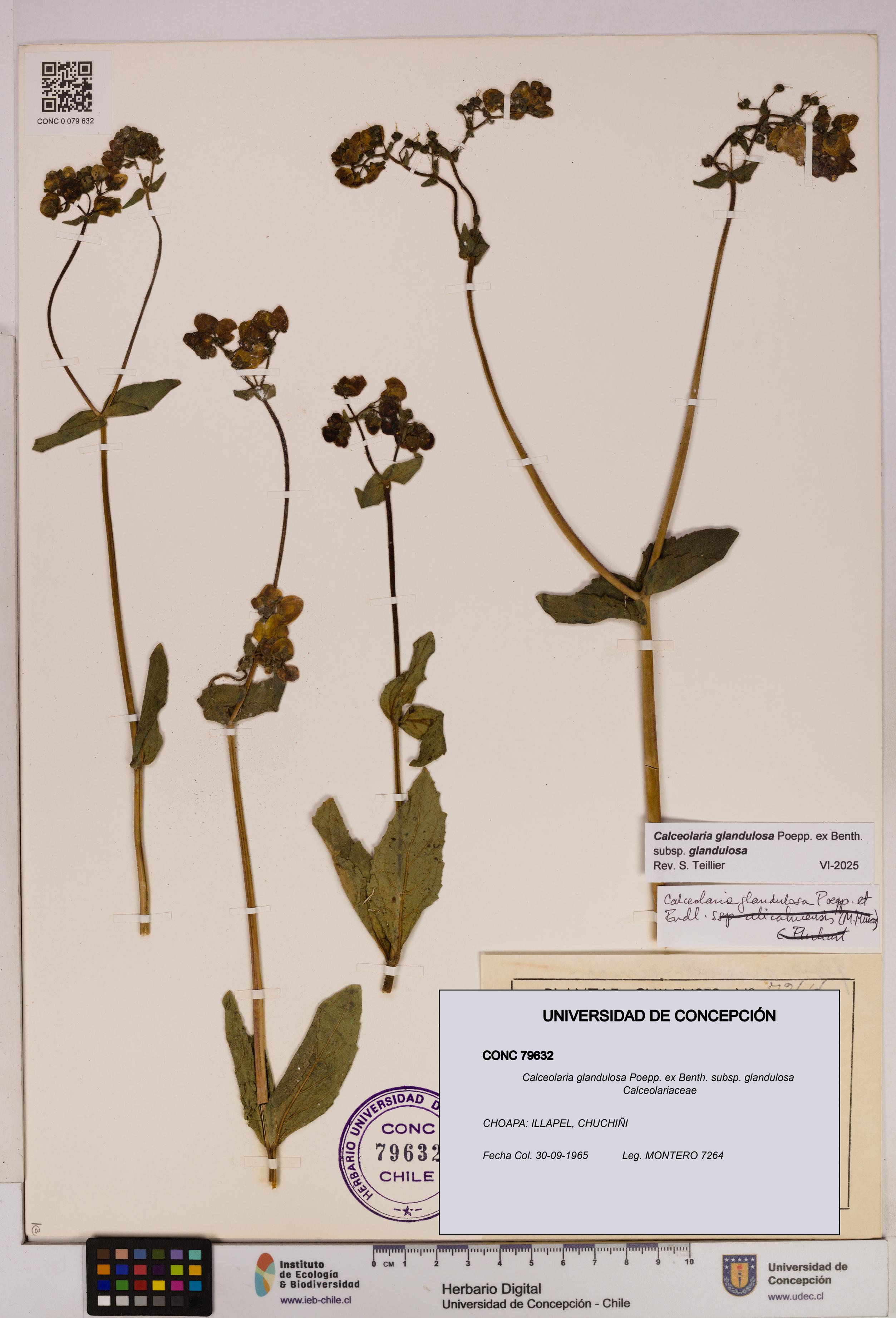 Calceolaria glandulosa [Espécimen: UDEC:CONC:0079632]