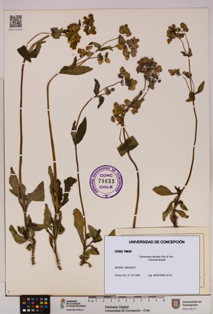 Calceolaria dentata [Espécimen: UDEC:CONC:0079633]