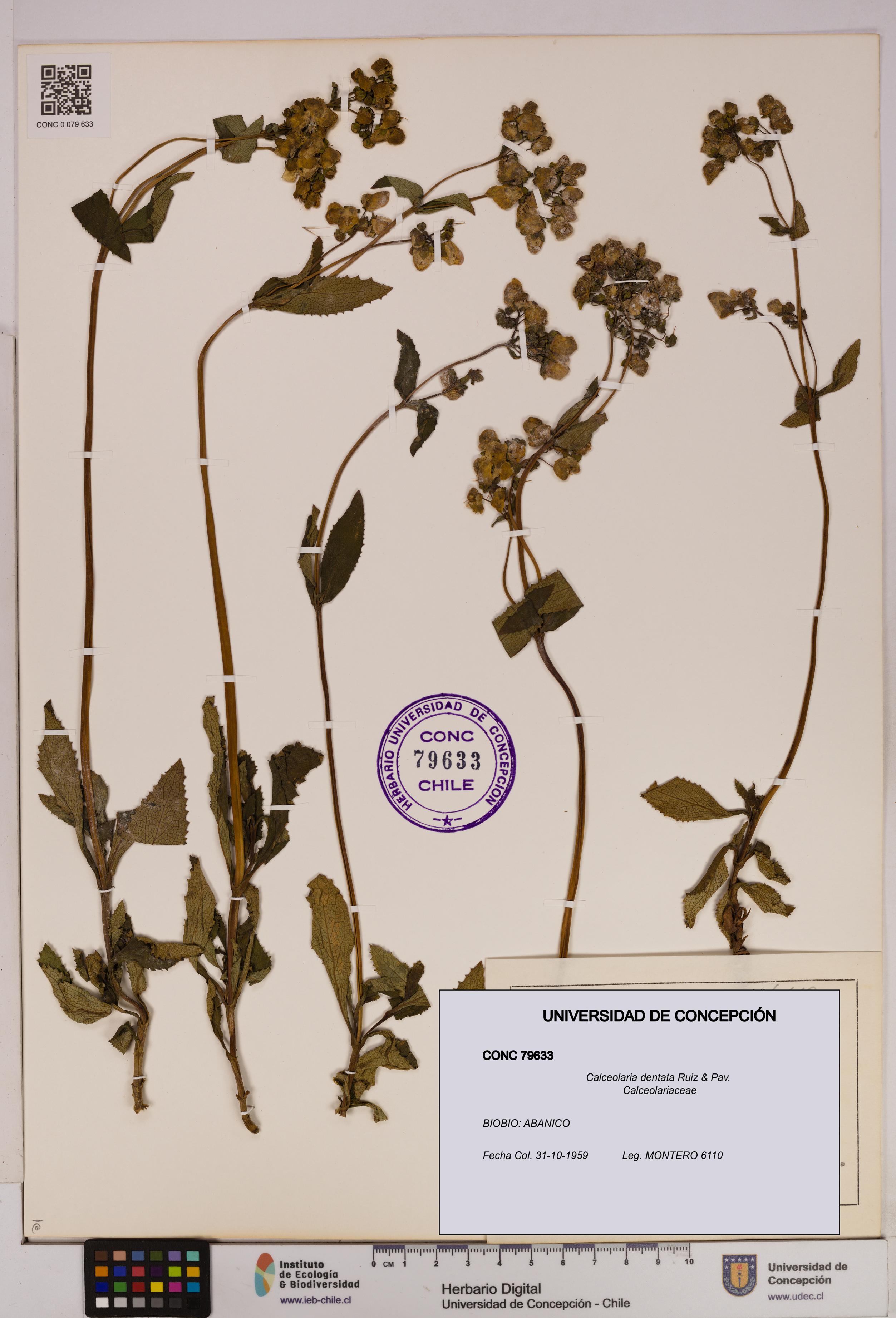 Calceolaria dentata [Espécimen: UDEC:CONC:0079633]