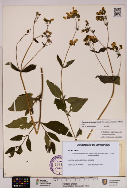 Calceolaria dentata subsp. araucana [Espécimen: UDEC:CONC:0079634]