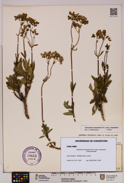 Calceolaria meyeniana subsp. meyeniana [Espécimen: UDEC:CONC:0079653]