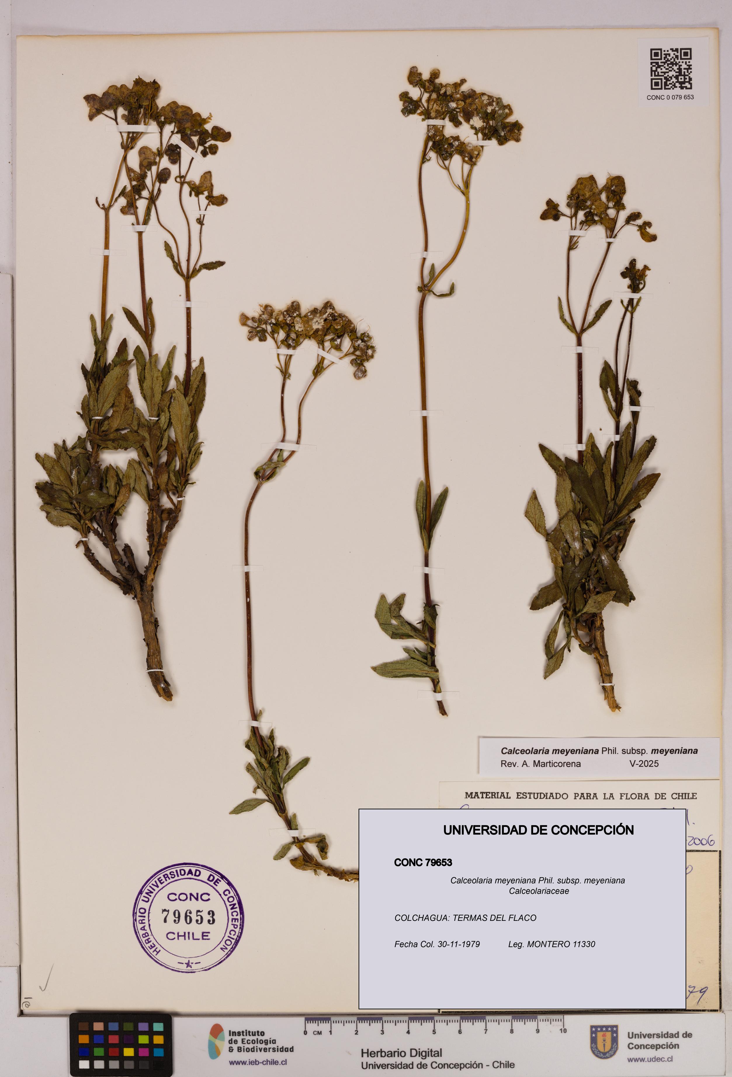 Calceolaria meyeniana subsp. meyeniana [Espécimen: UDEC:CONC:0079653]
