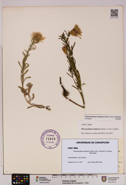 Plectocephalus bulbosus [Espécimen: UDEC:CONC:0079693]