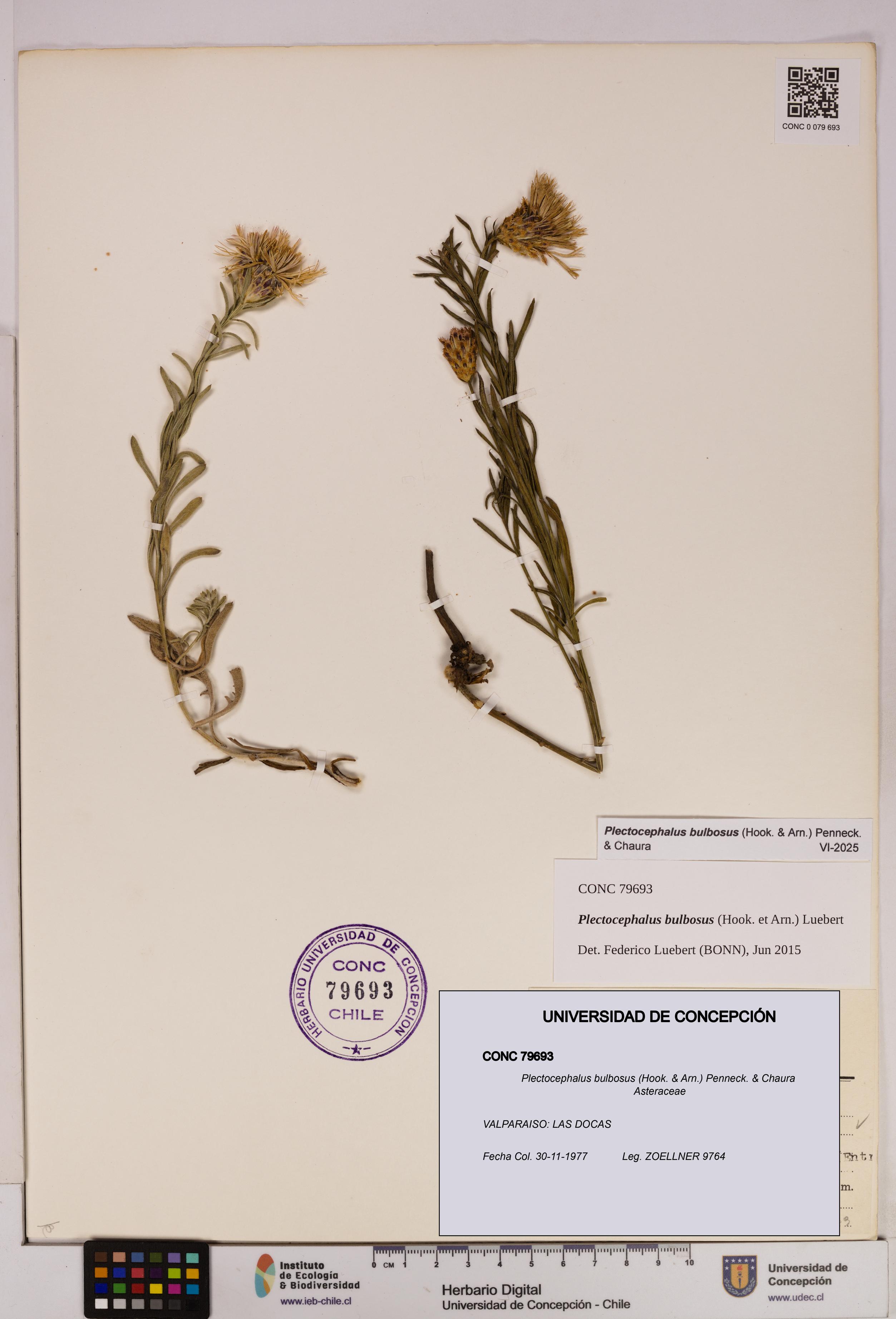 Plectocephalus bulbosus [Espécimen: UDEC:CONC:0079693]