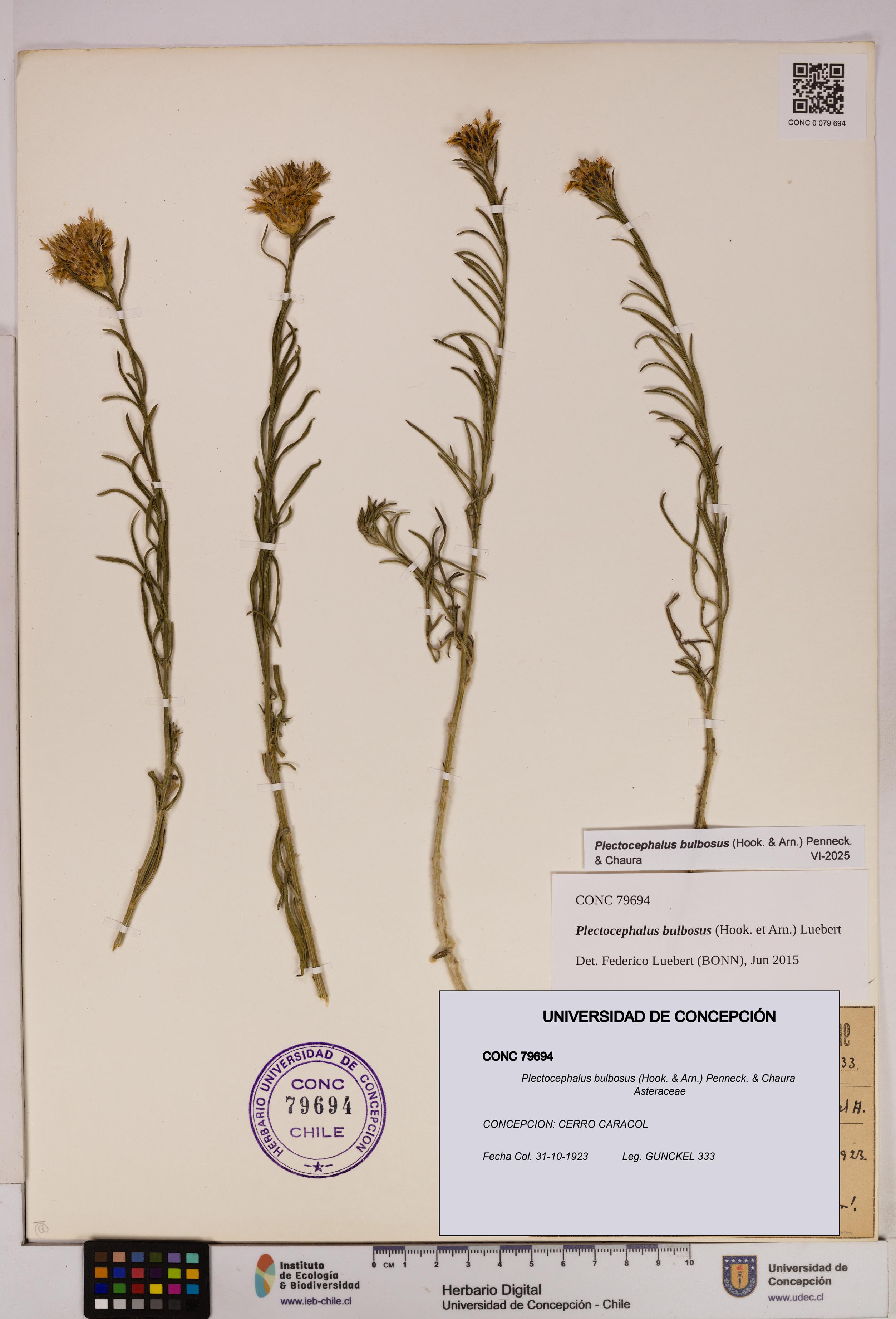 Plectocephalus bulbosus [Espécimen: UDEC:CONC:0079694]