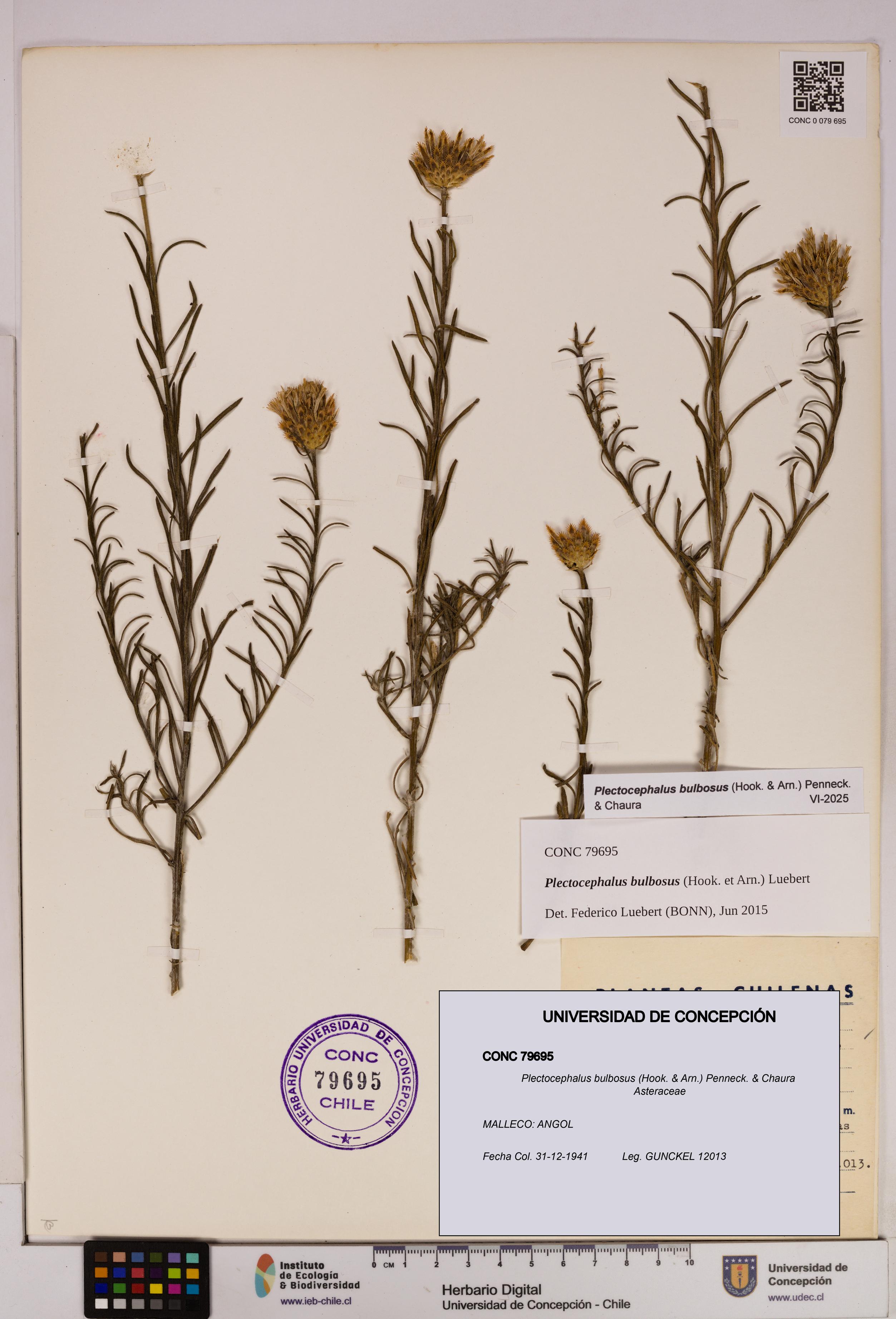 Plectocephalus bulbosus [Espécimen: UDEC:CONC:0079695]