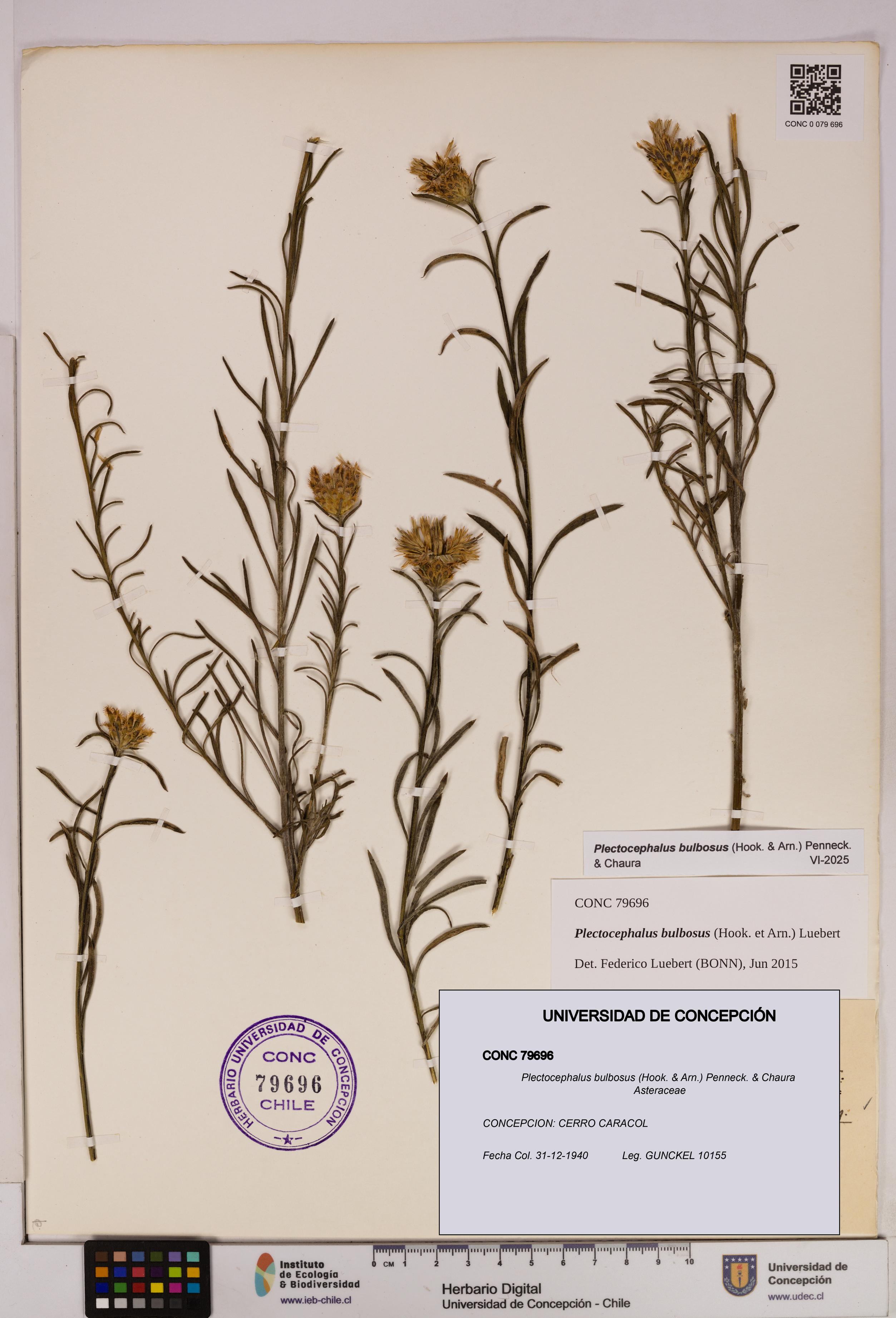 Plectocephalus bulbosus [Espécimen: UDEC:CONC:0079696]