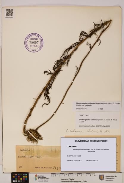 Plectocephalus chilensis var. chilensis [Espécimen: ]