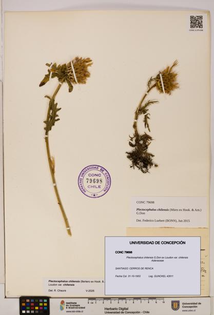 Plectocephalus chilensis [Espécimen: ]