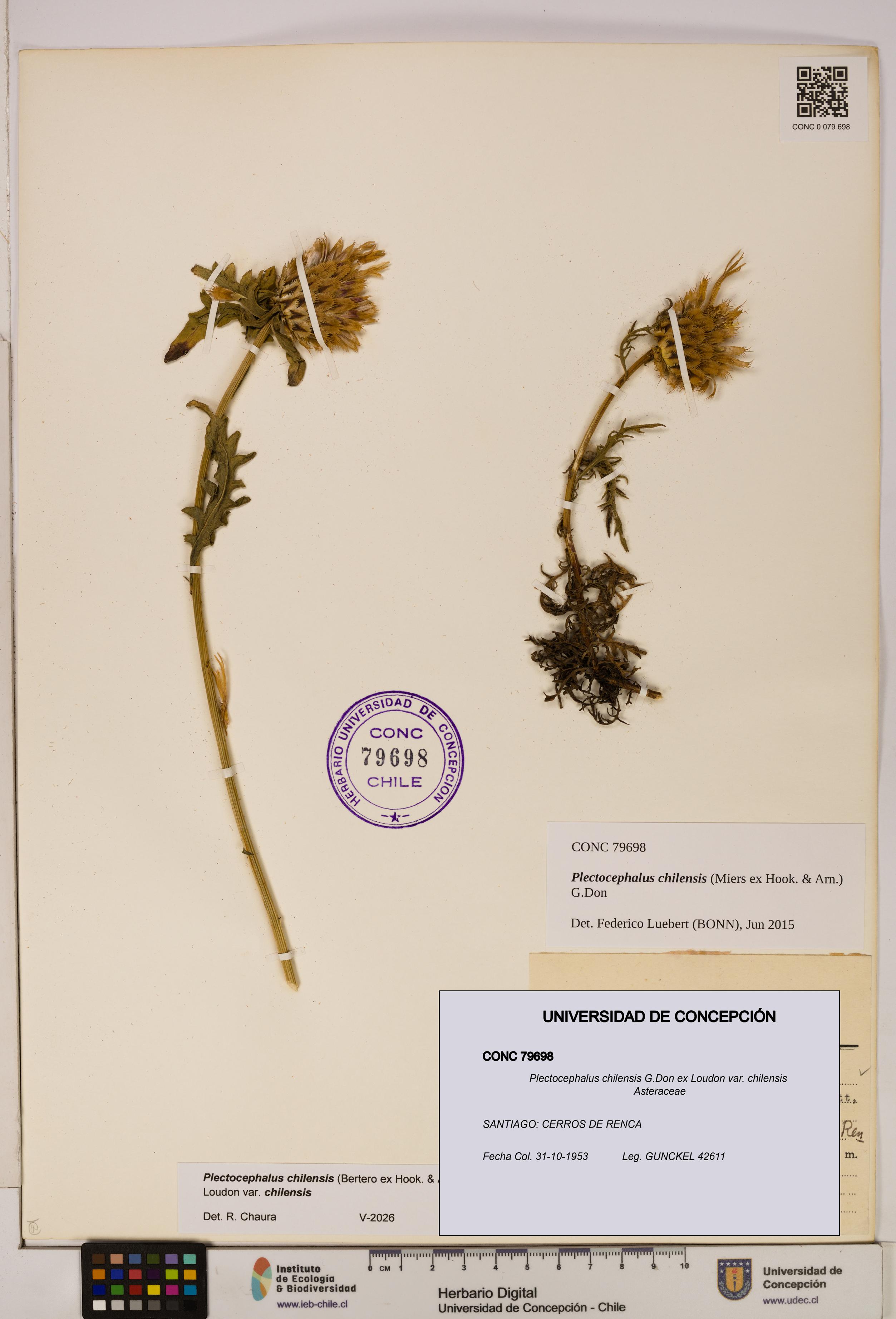Plectocephalus chilensis [Espécimen: ]