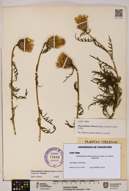 Plectocephalus chilensis var. chilensis [Espécimen: ]