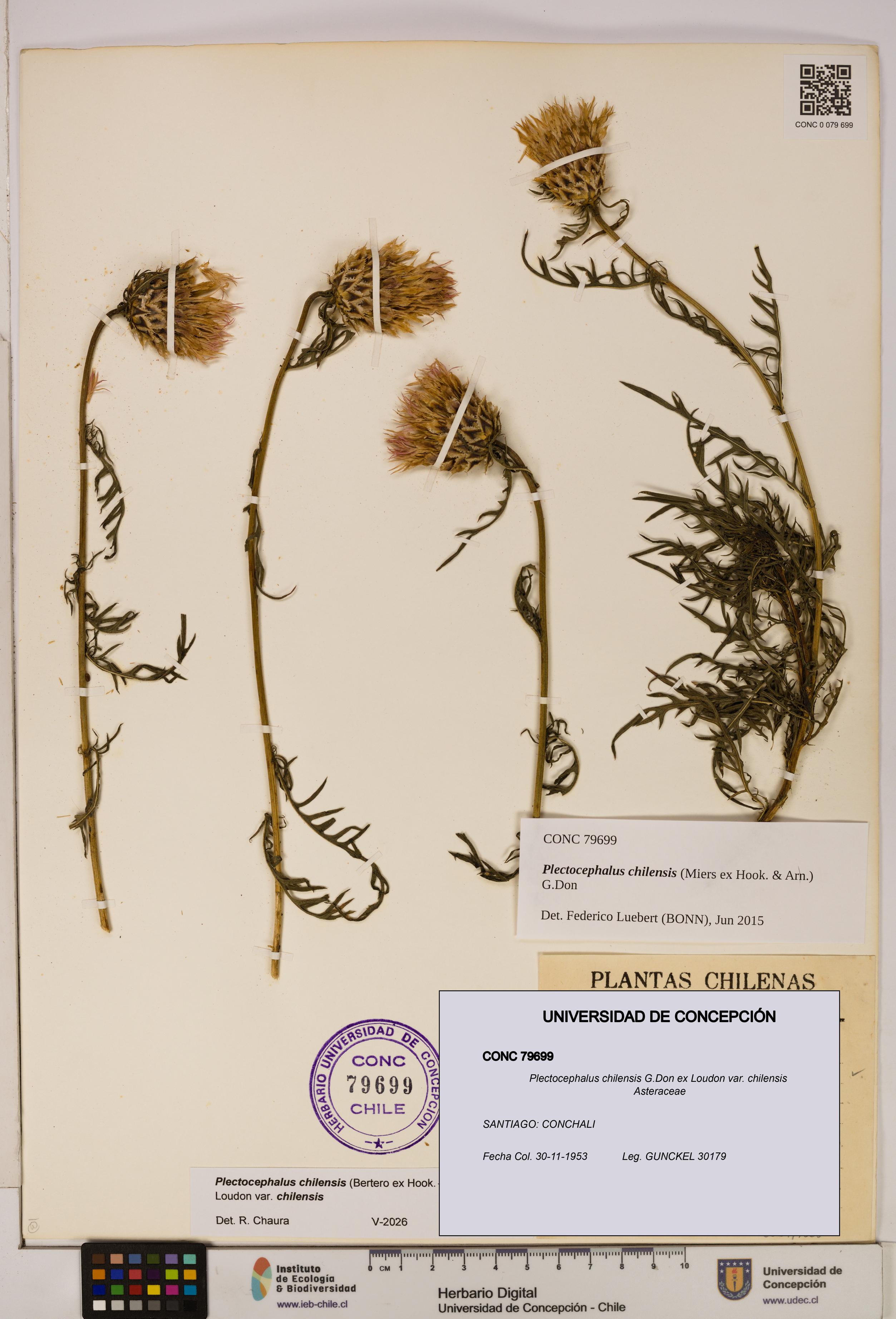 Plectocephalus chilensis var. chilensis [Espécimen: ]