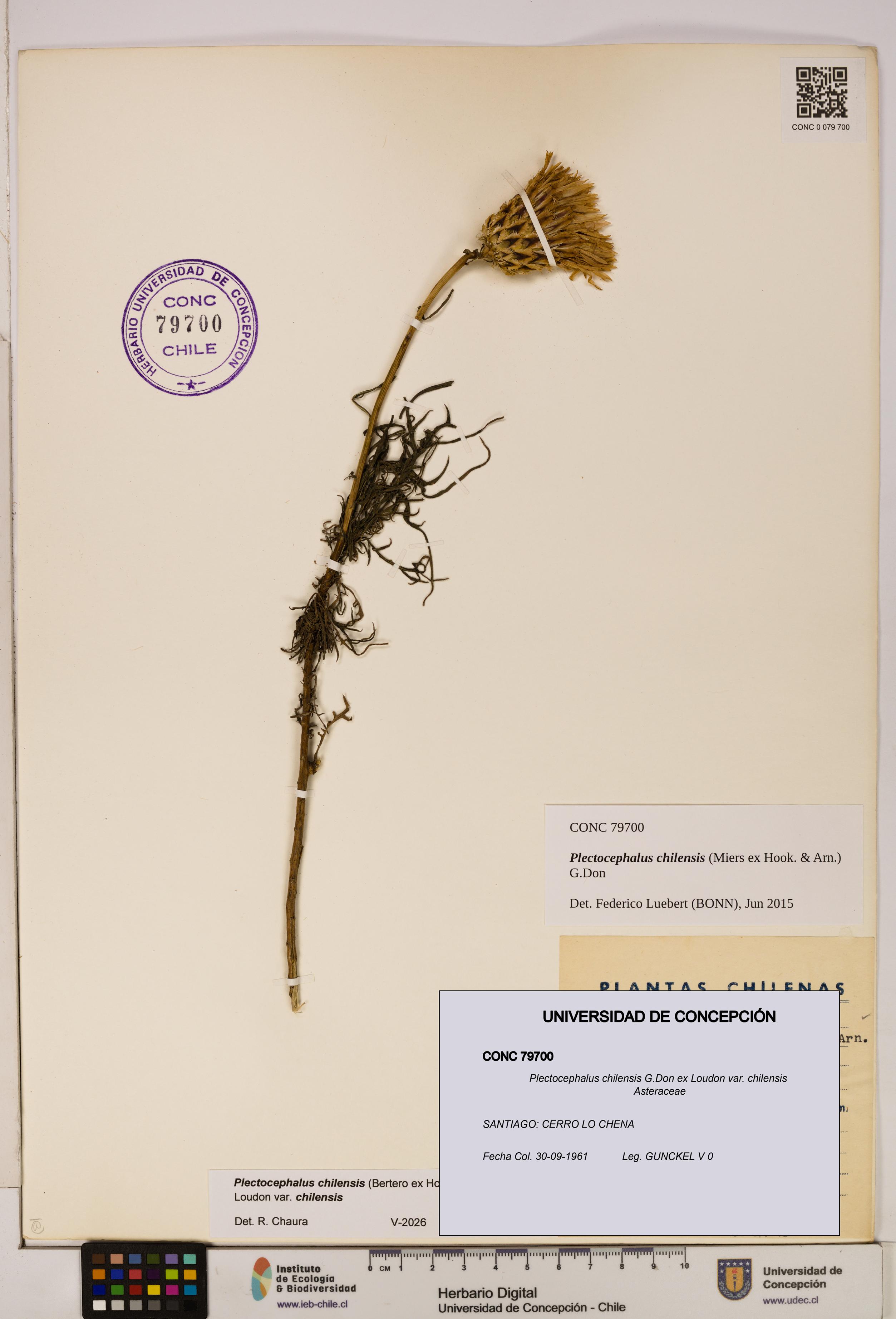 Plectocephalus chilensis [Espécimen: ]