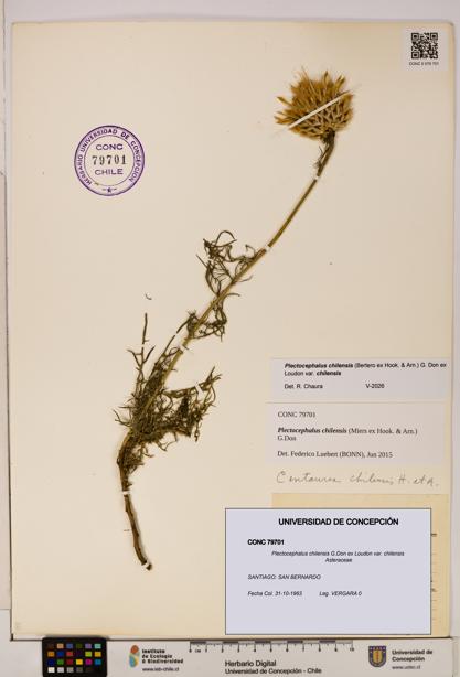 Plectocephalus chilensis [Espécimen: ]