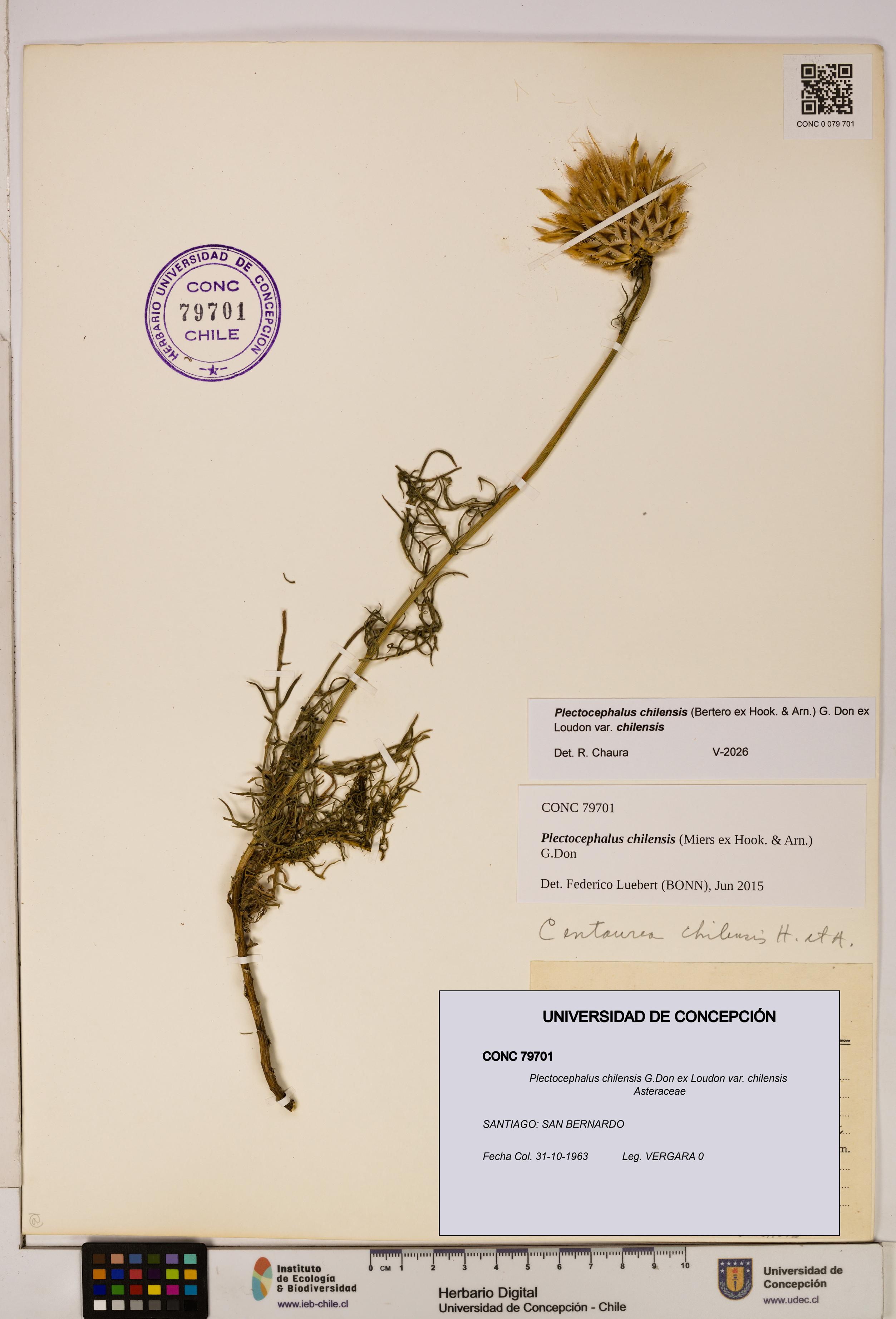 Plectocephalus chilensis [Espécimen: ]