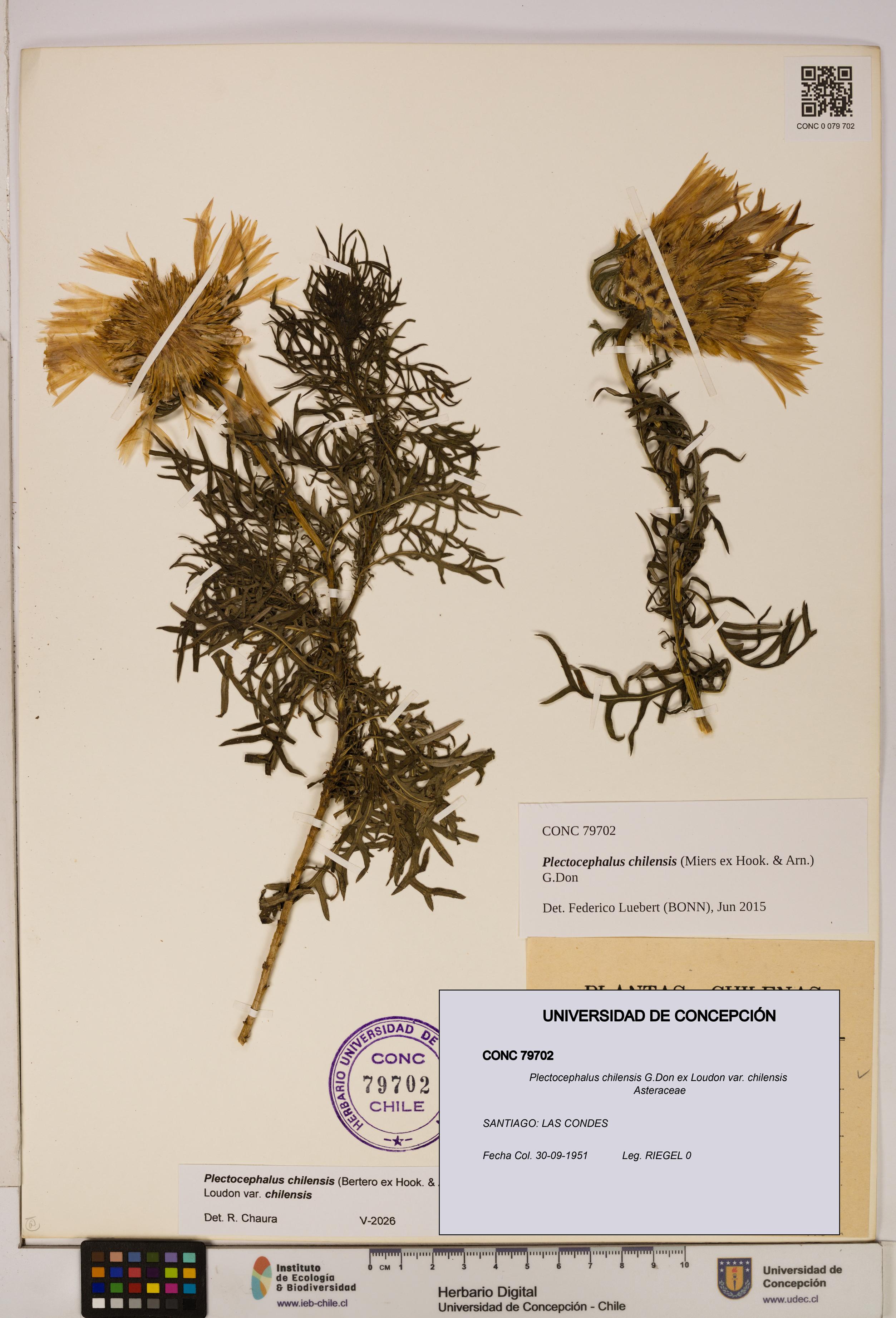 Plectocephalus chilensis [Espécimen: ]
