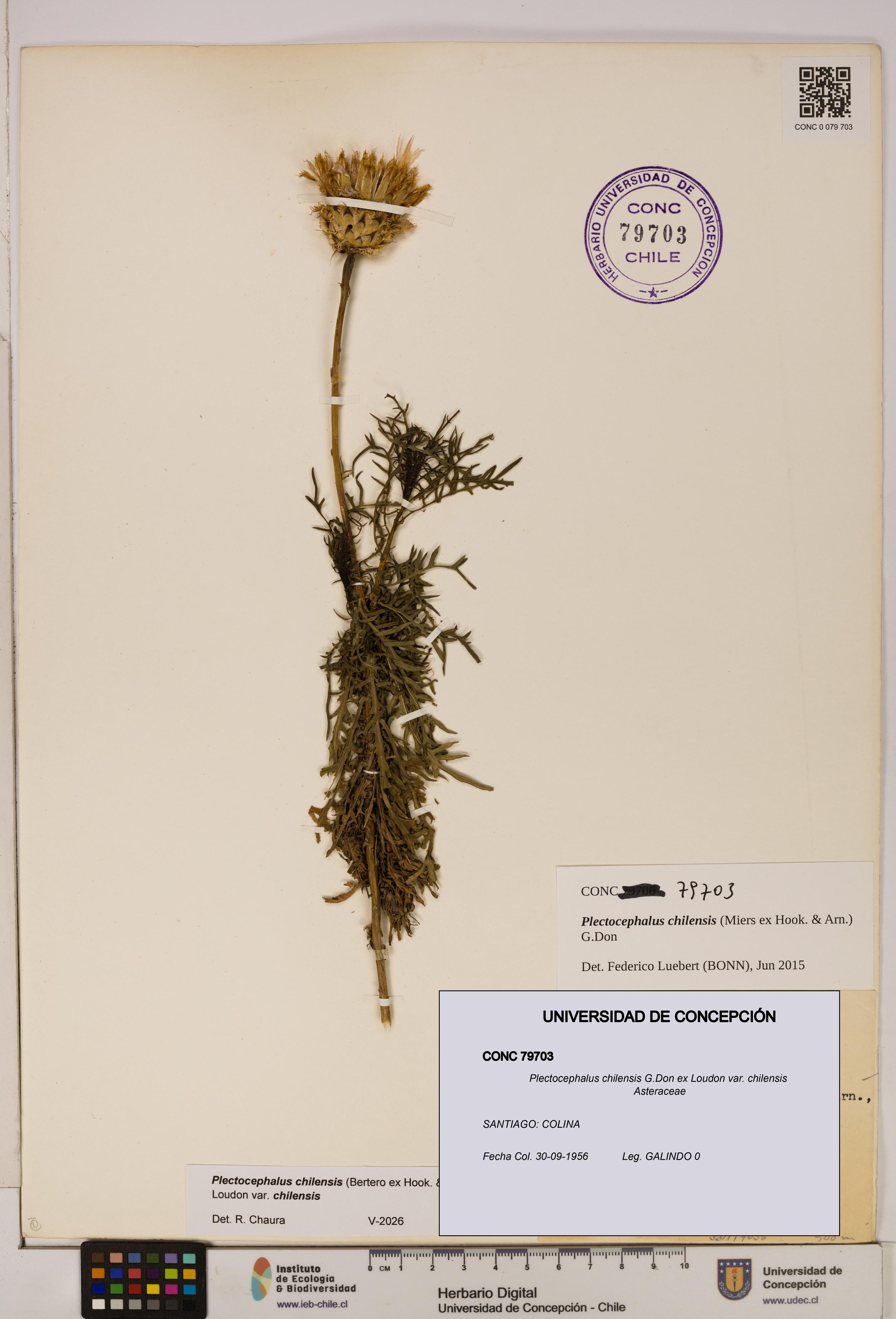 Plectocephalus chilensis var. chilensis [Espécimen: ]