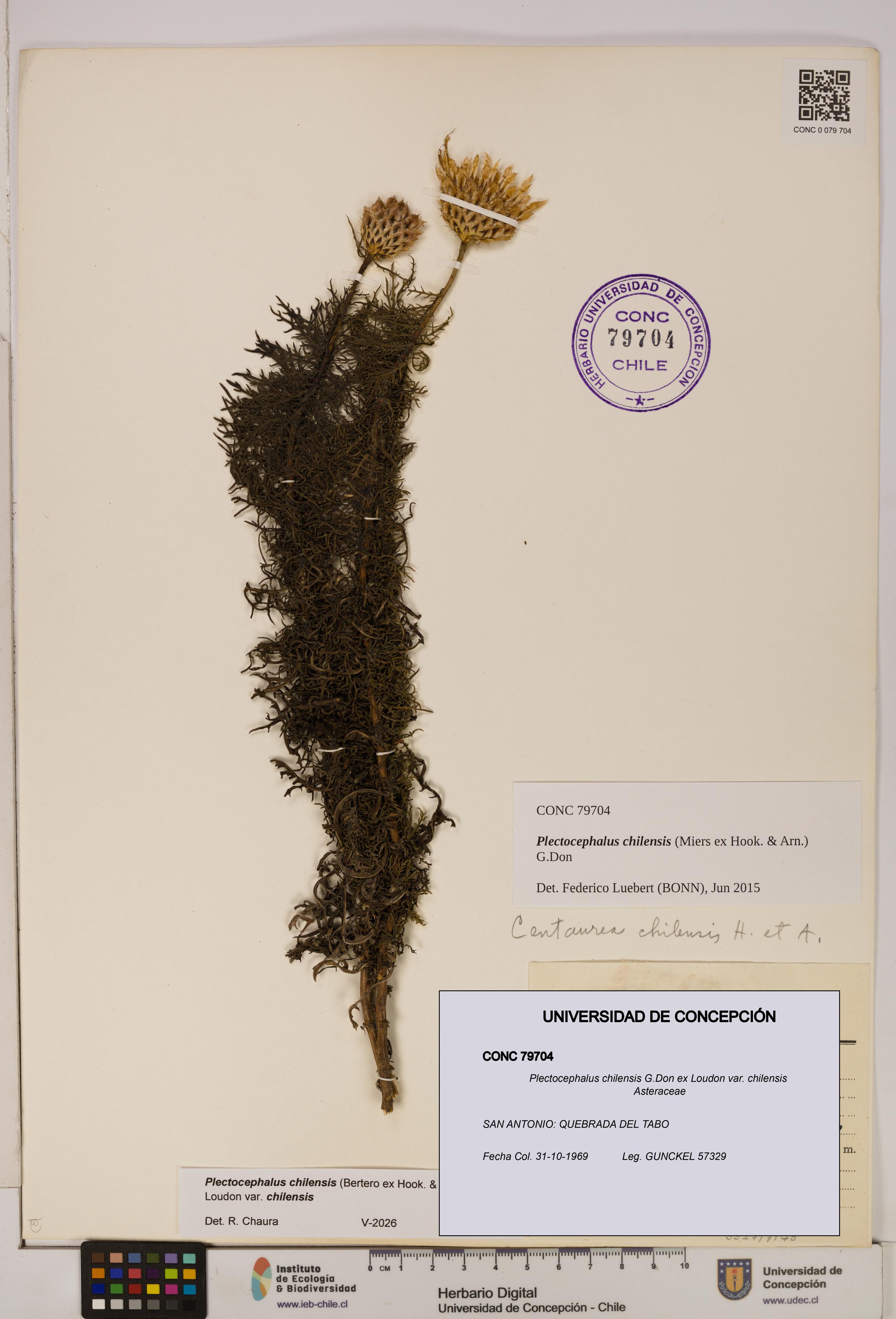 Plectocephalus chilensis [Espécimen: ]