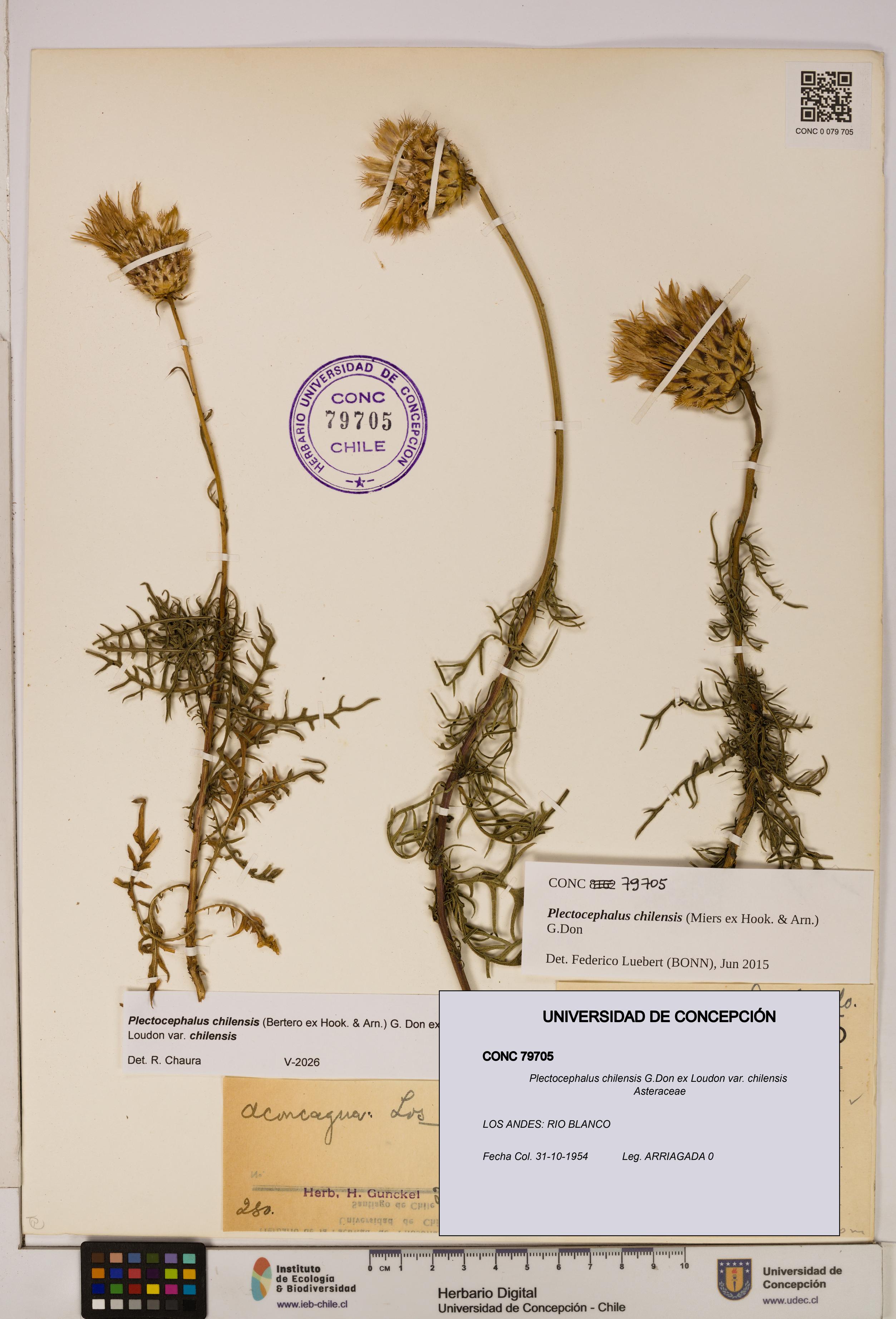 Plectocephalus chilensis [Espécimen: ]
