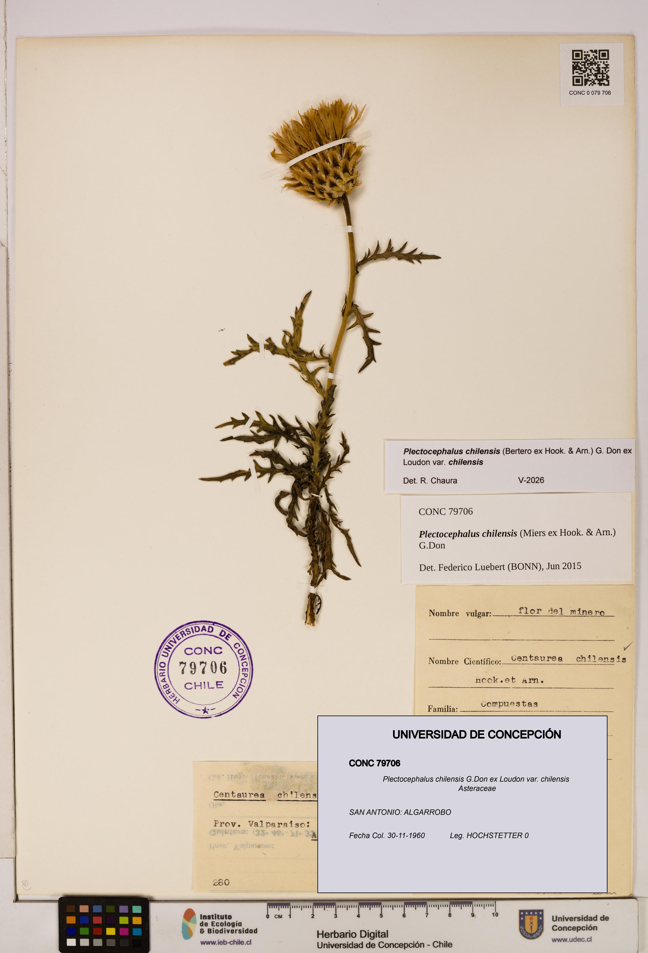 Plectocephalus chilensis [Espécimen: ]