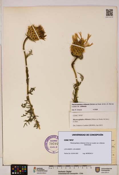 Plectocephalus chilensis [Espécimen: ]