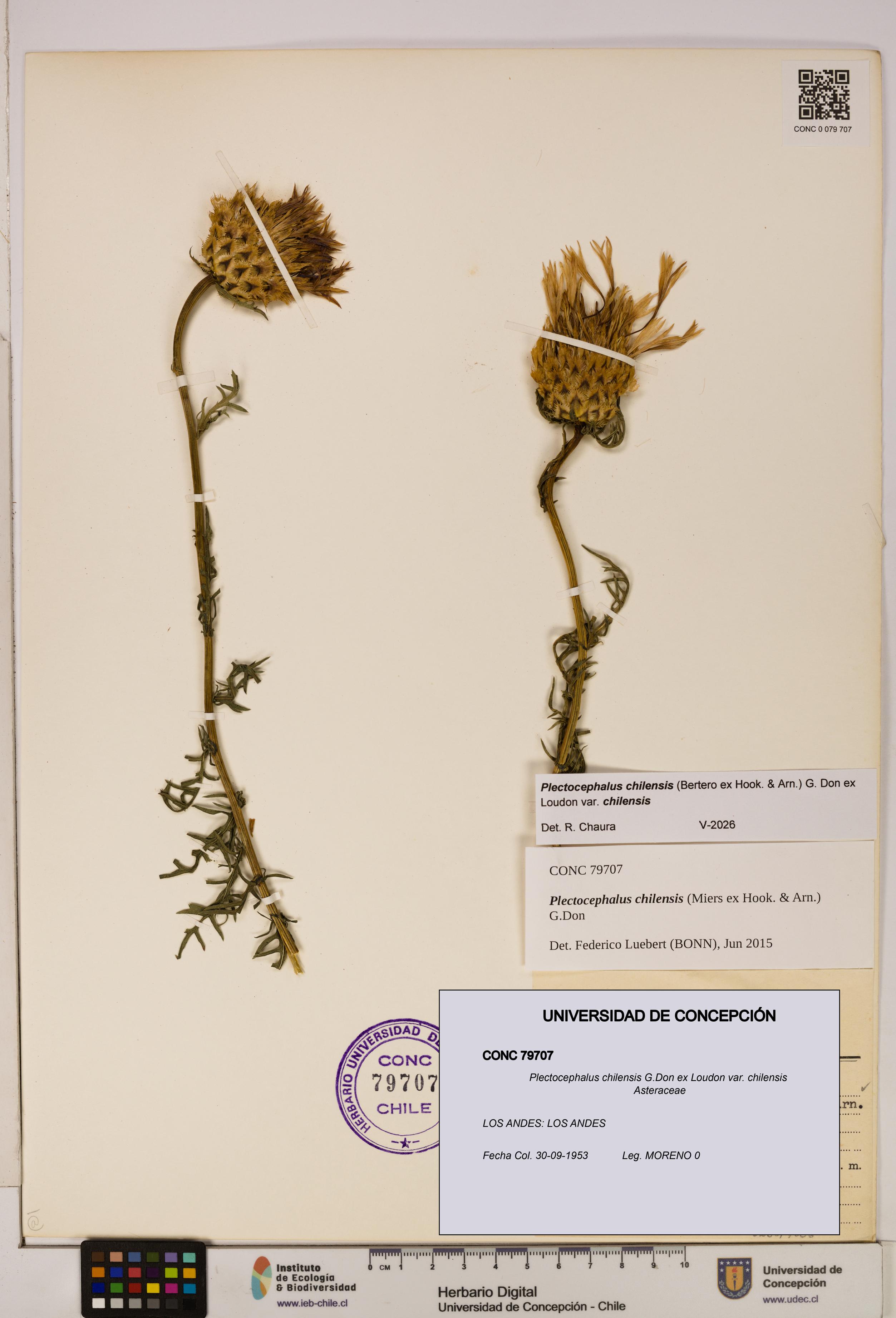 Plectocephalus chilensis [Espécimen: ]
