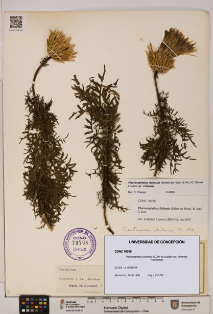 Plectocephalus chilensis [Espécimen: ]