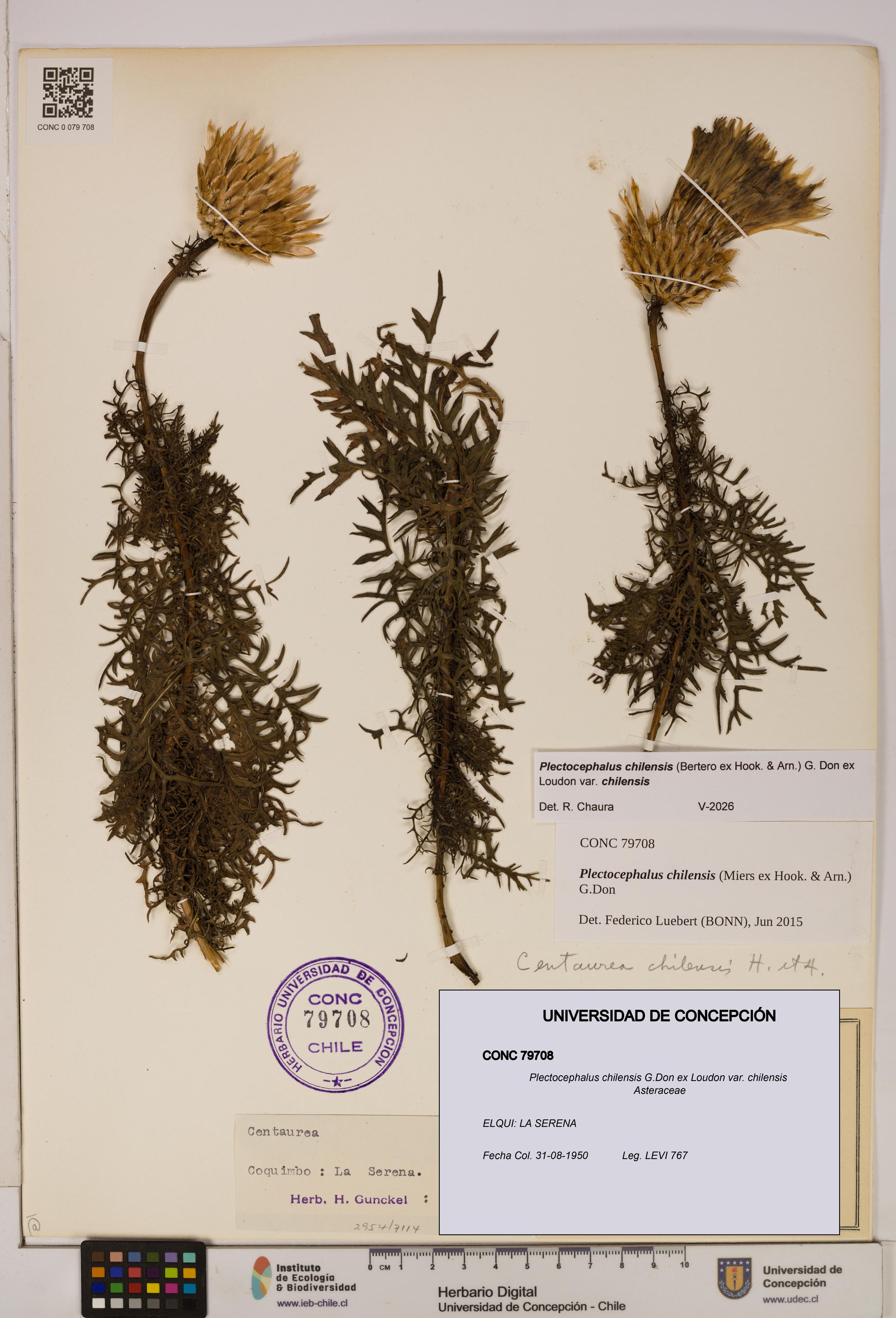 Plectocephalus chilensis [Espécimen: ]