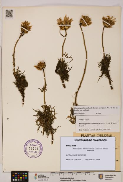 Plectocephalus chilensis [Espécimen: ]