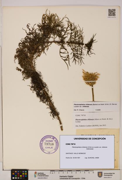 Plectocephalus chilensis var. chilensis [Espécimen: ]