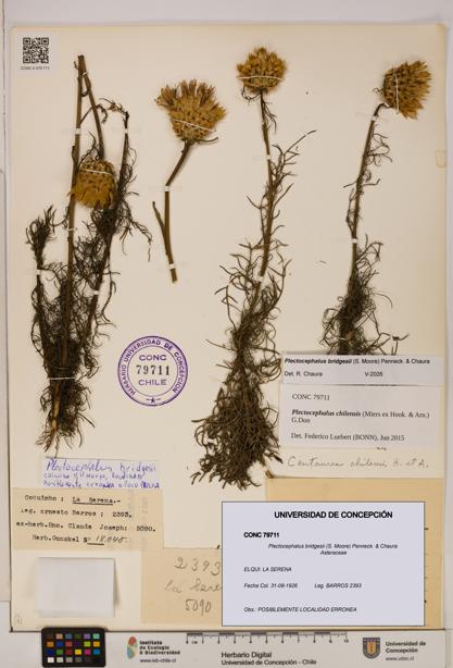 Plectocephalus bridgesii [Espécimen: ]