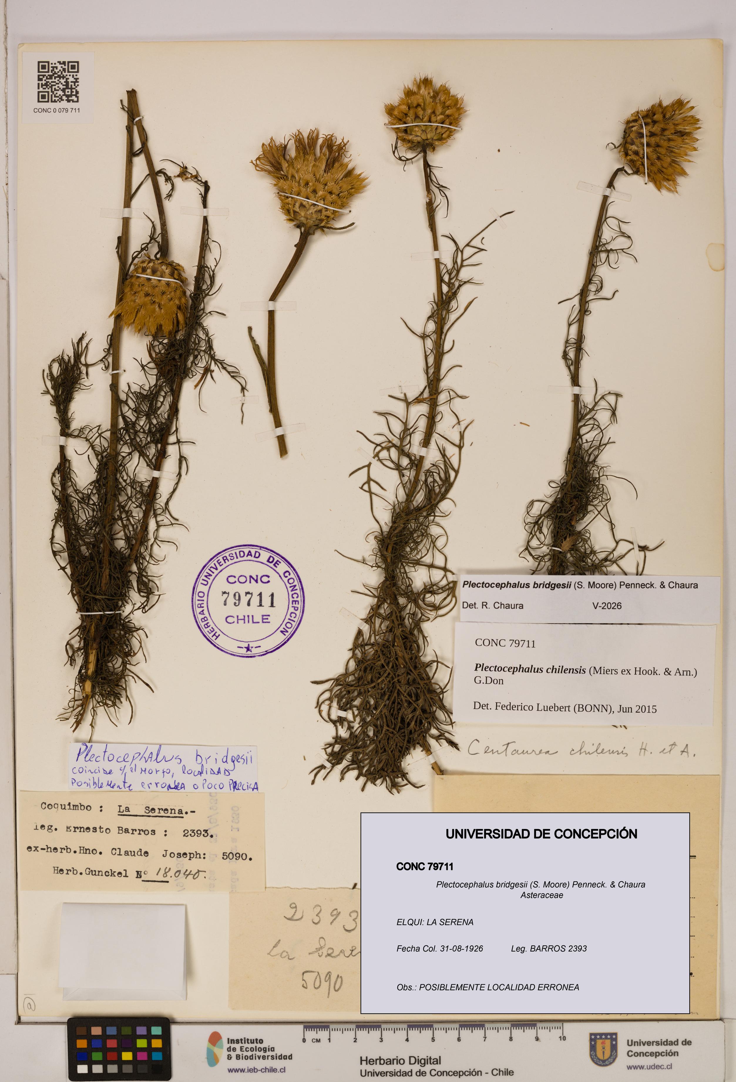 Plectocephalus bridgesii [Espécimen: ]