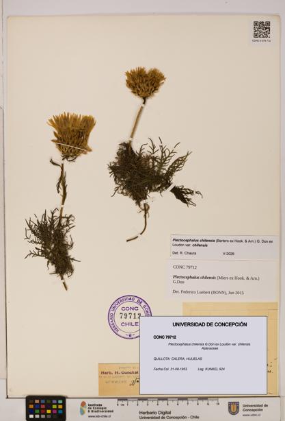 Plectocephalus chilensis [Espécimen: ]