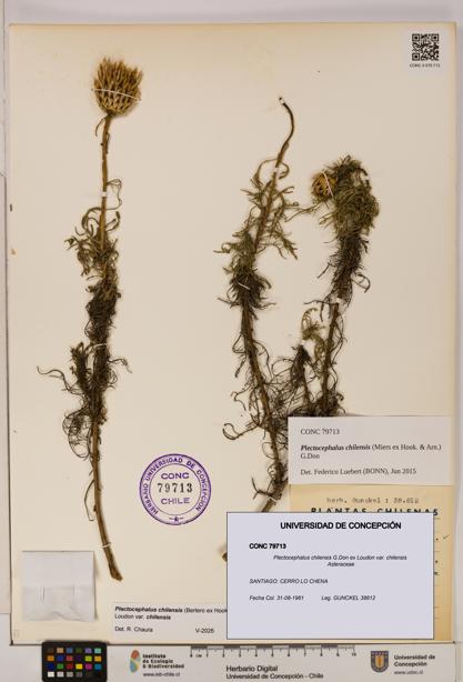 Plectocephalus chilensis [Espécimen: ]