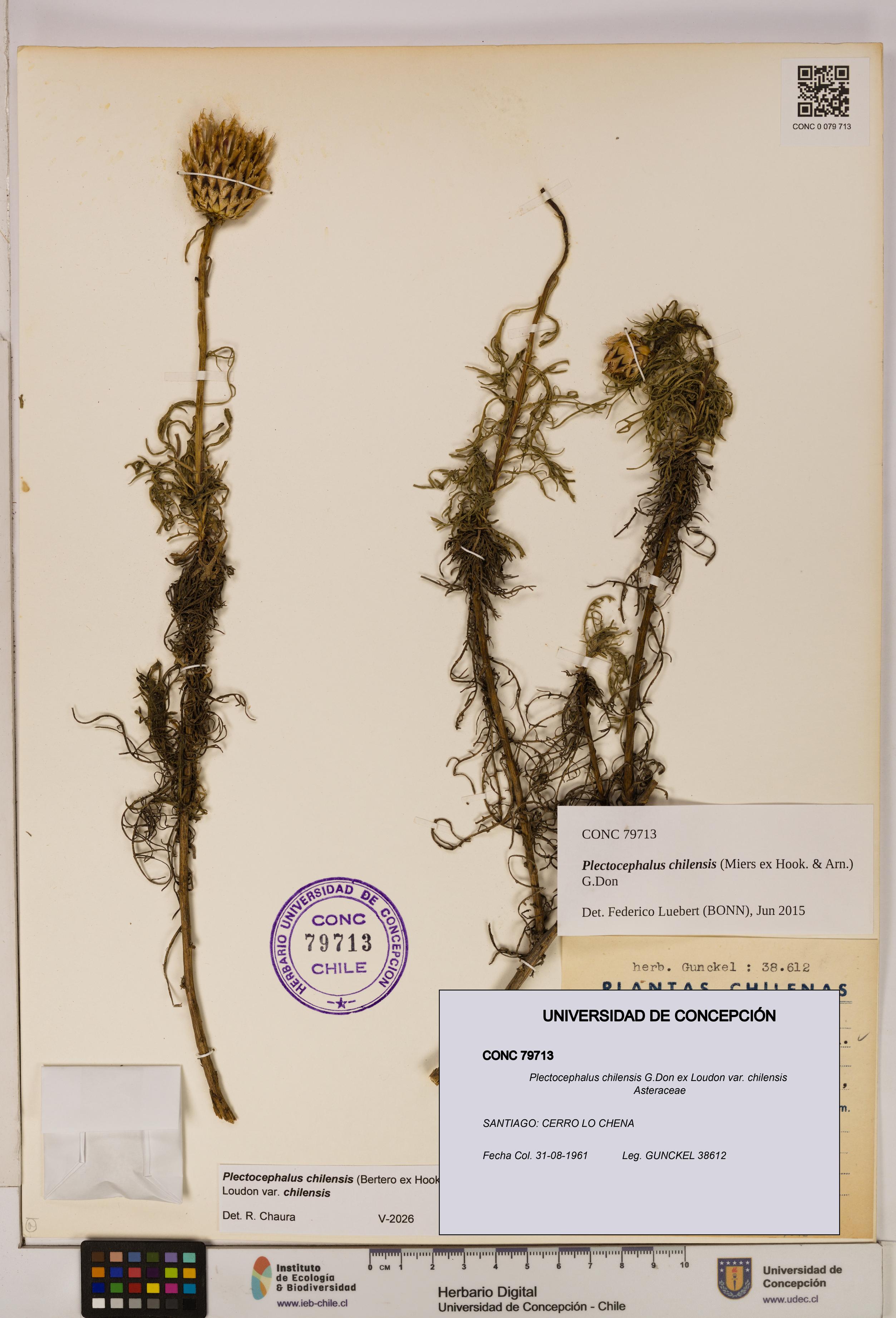 Plectocephalus chilensis [Espécimen: ]