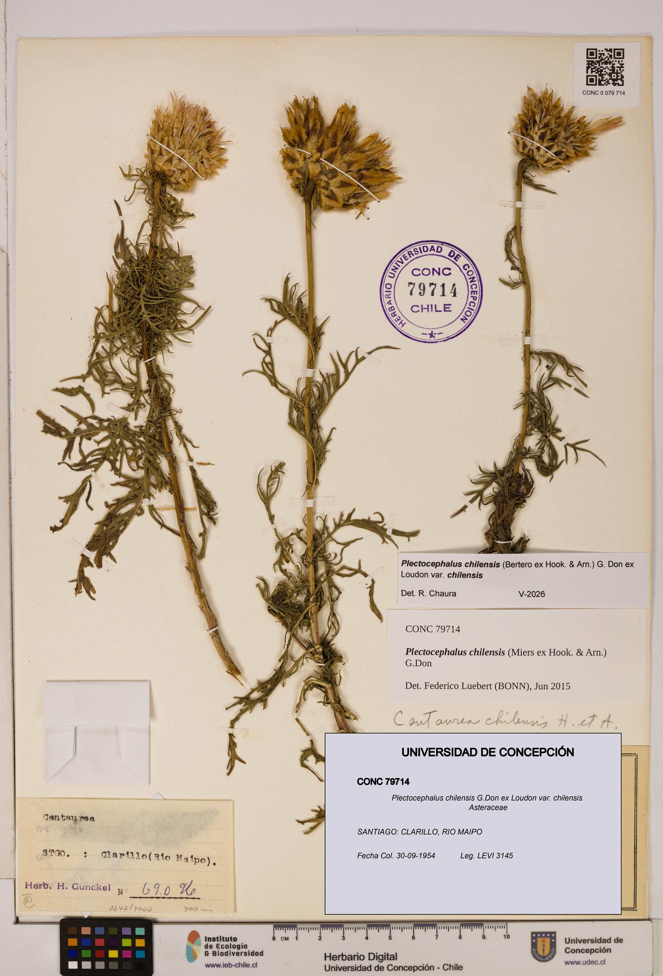 Plectocephalus chilensis [Espécimen: ]