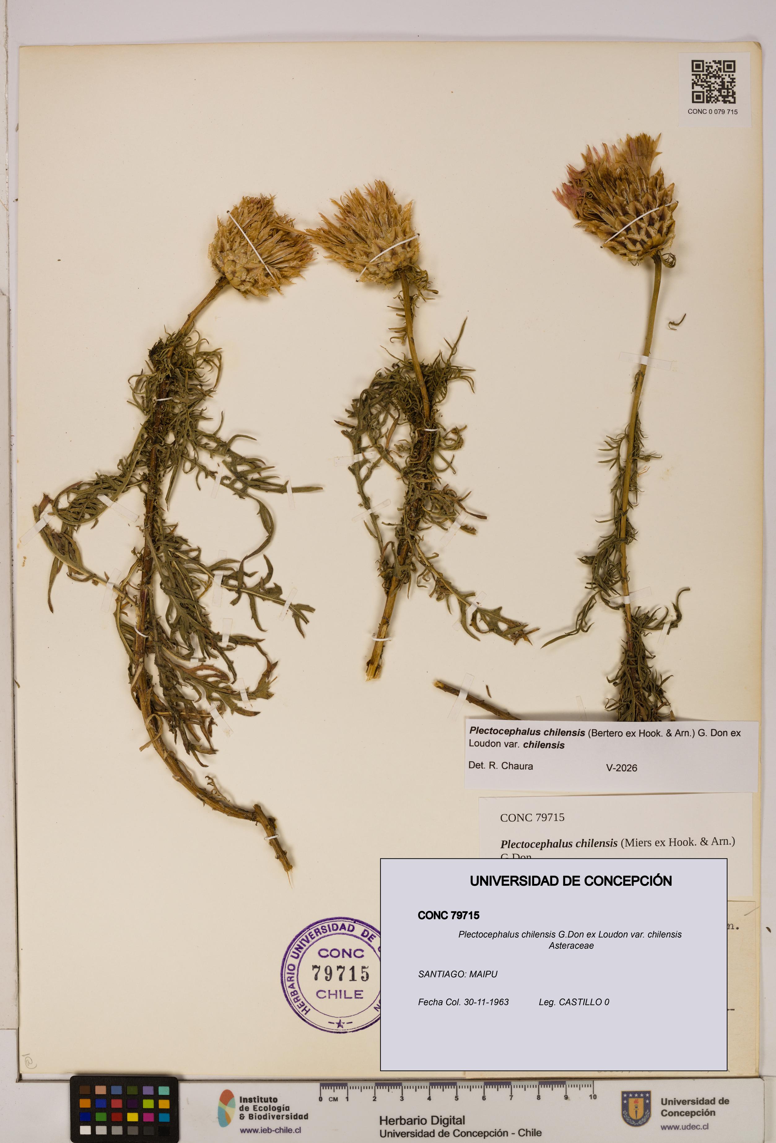 Plectocephalus chilensis [Espécimen: ]