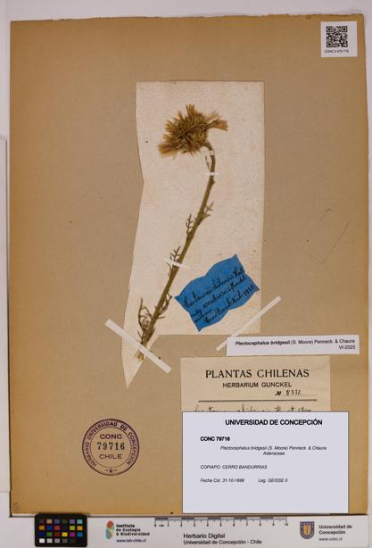 Plectocephalus bridgesii [Espécimen: UDEC:CONC:0079716]