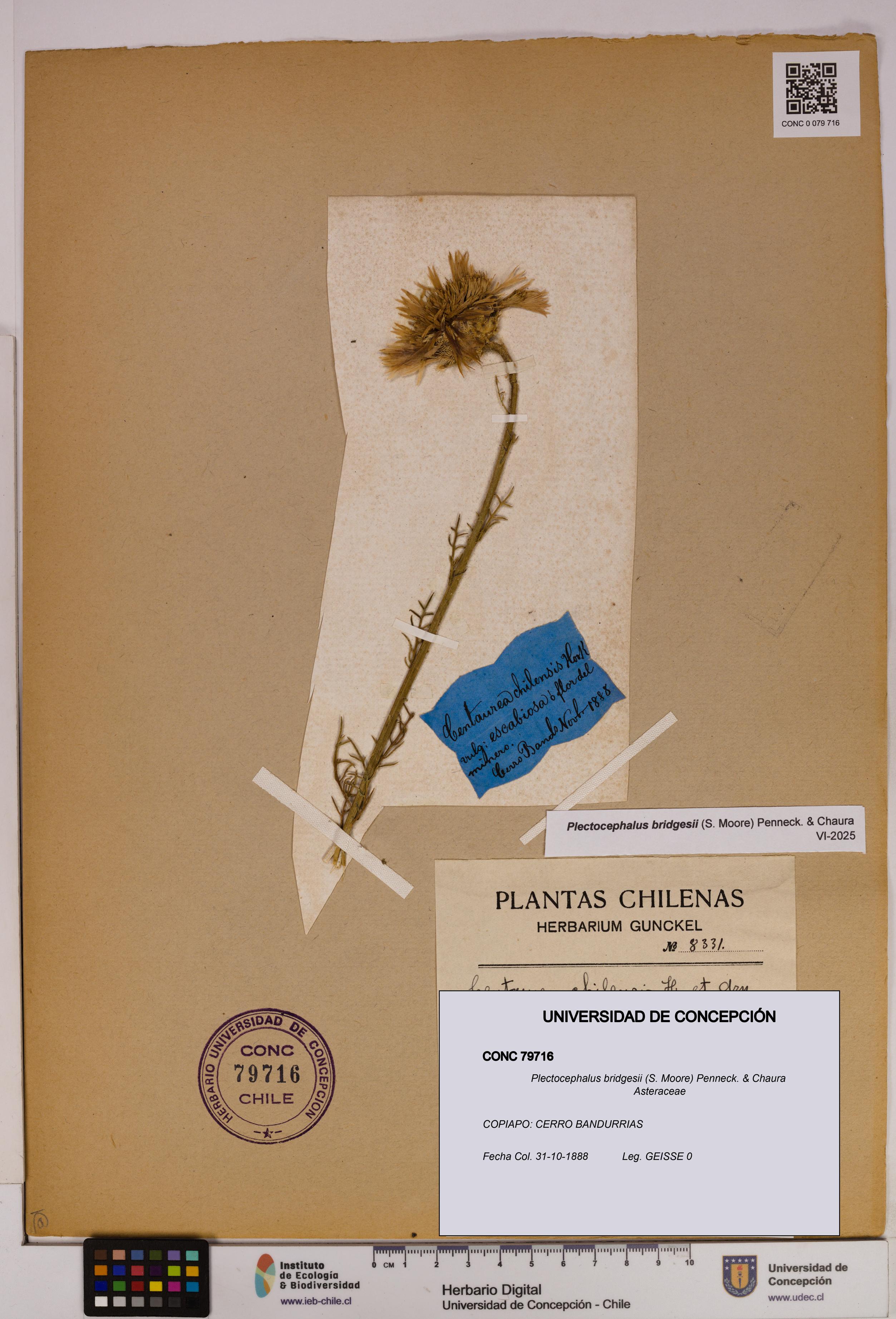 Plectocephalus bridgesii [Espécimen: UDEC:CONC:0079716]