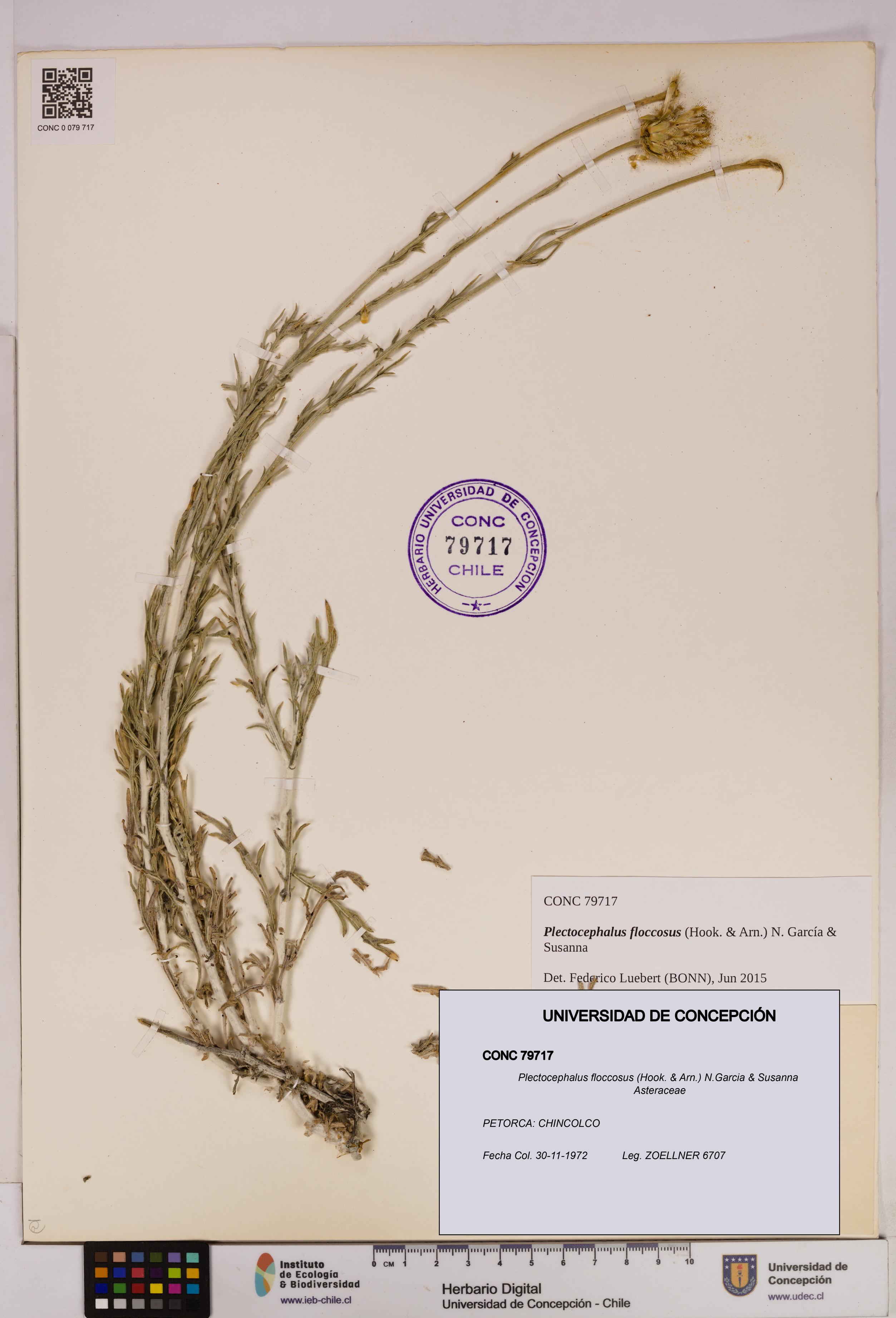 Plectocephalus floccosus [Espécimen: UDEC:CONC:0079717]