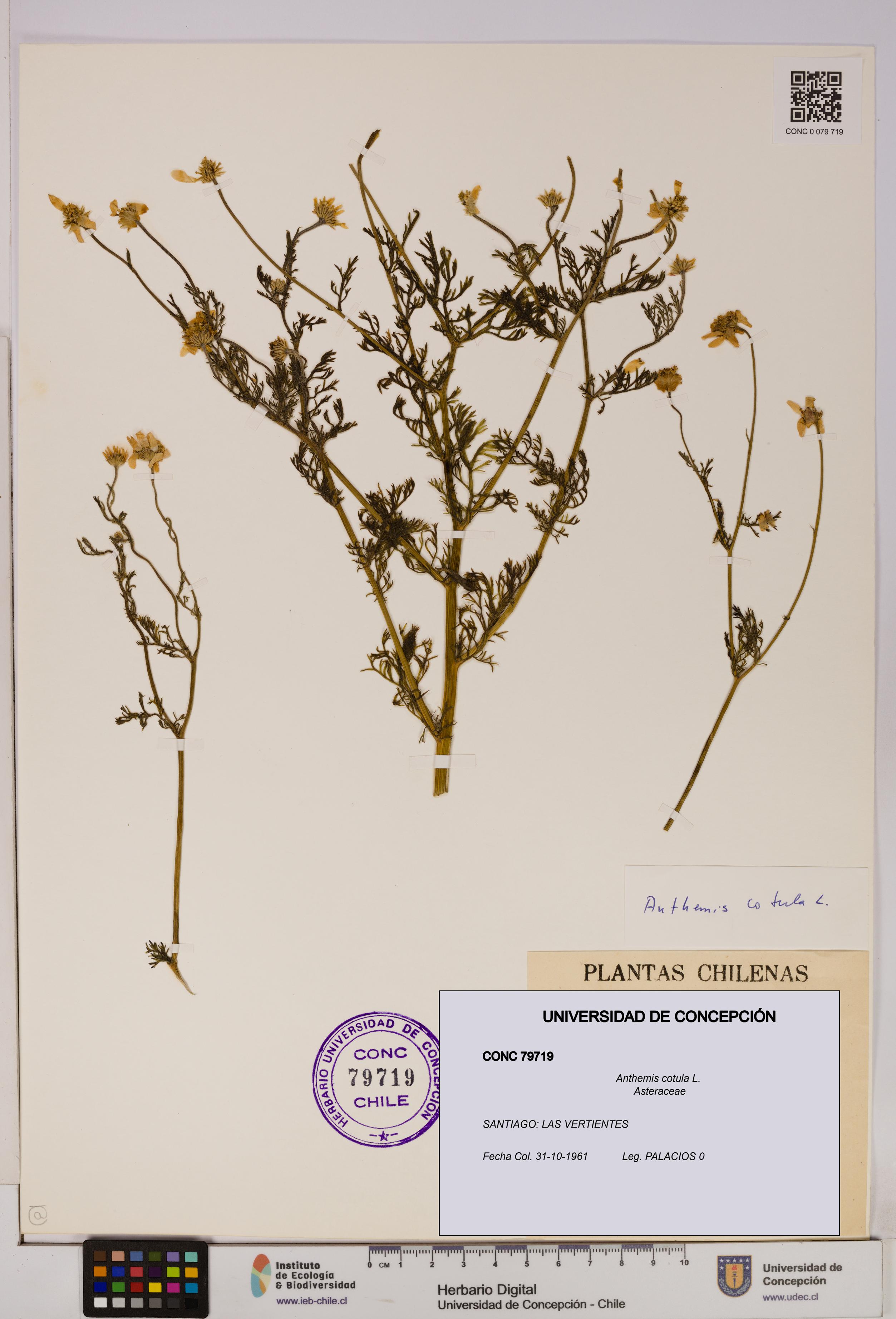 Anthemis cotula [Espécimen: UDEC:CONC:0079719]