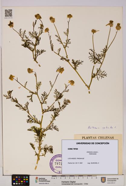 Anthemis cotula [Espécimen: UDEC:CONC:0079720]