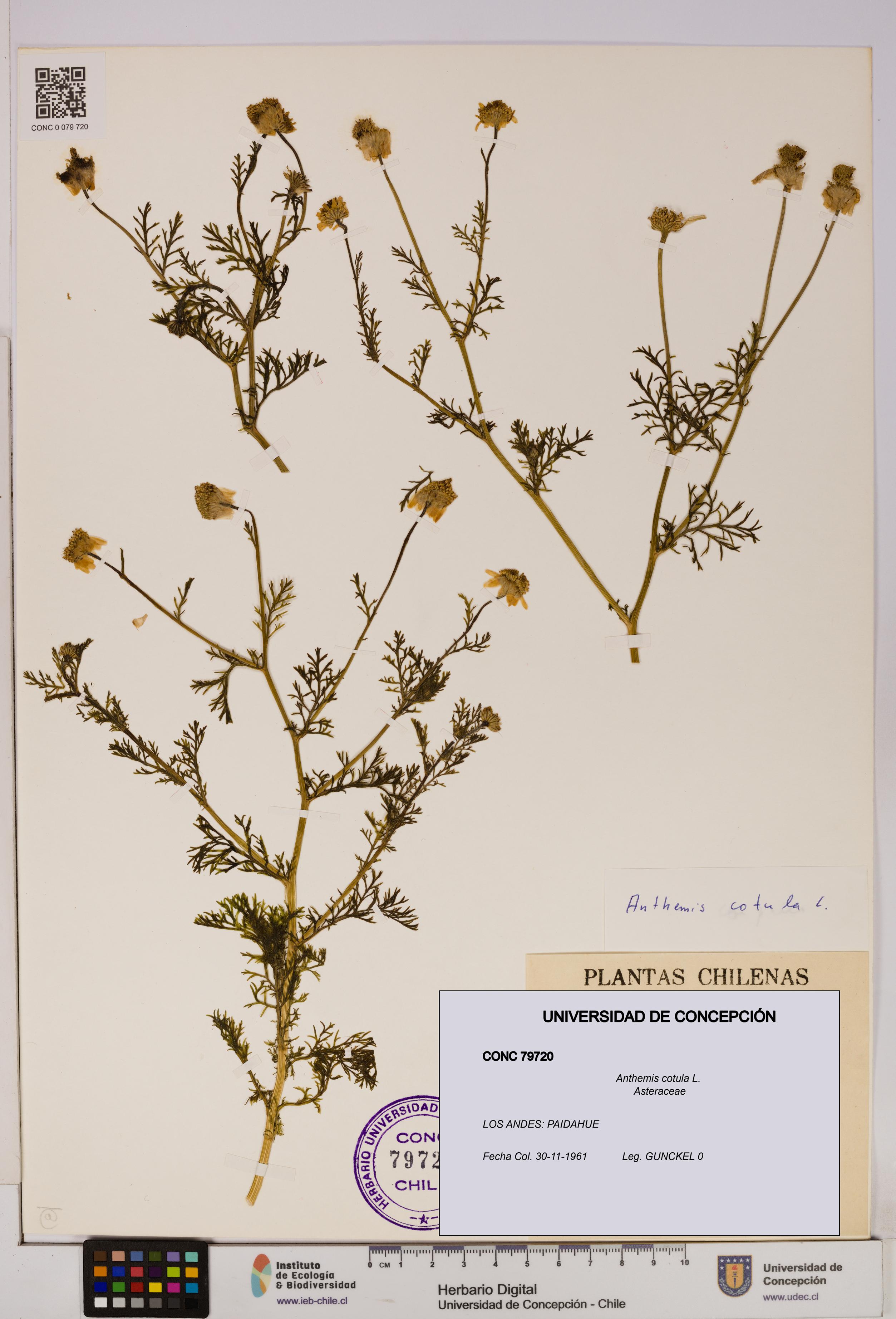 Anthemis cotula [Espécimen: UDEC:CONC:0079720]