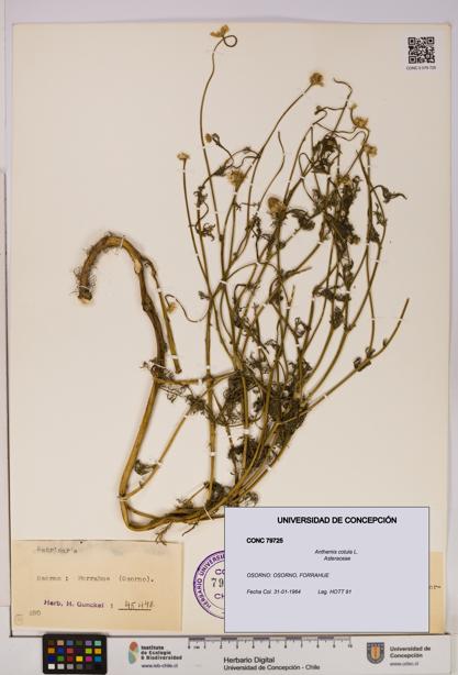 Anthemis cotula [Espécimen: UDEC:CONC:0079725]