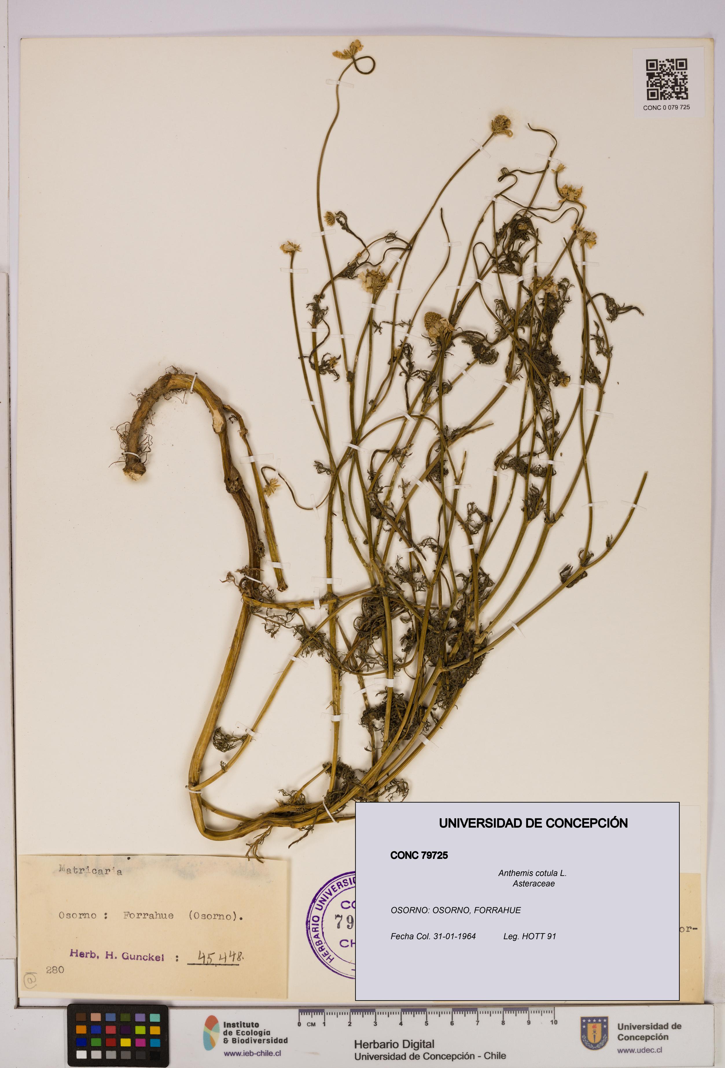 Anthemis cotula [Espécimen: UDEC:CONC:0079725]