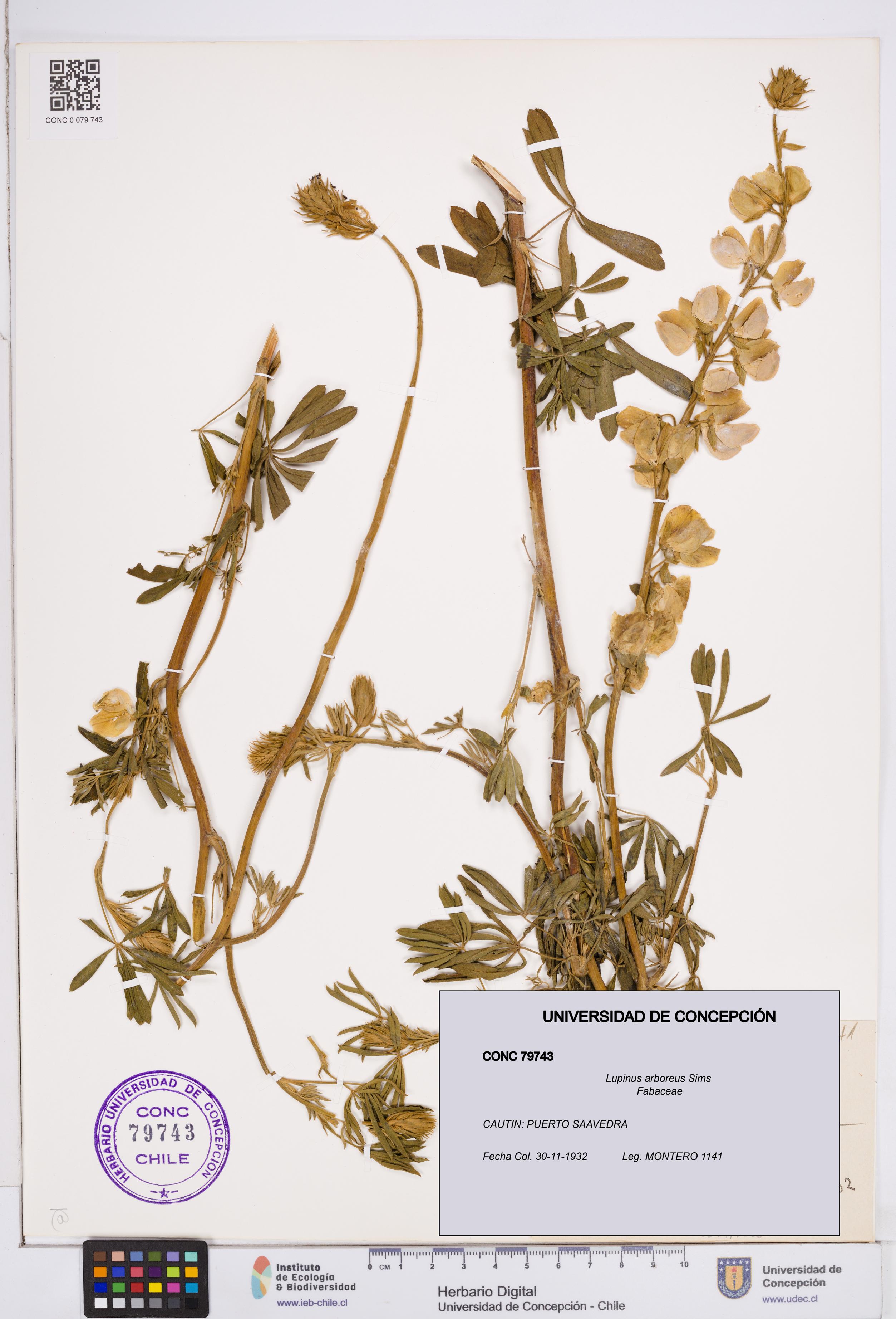Lupinus arboreus [Espécimen: ]