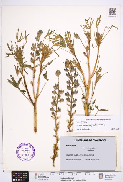 Lupinus angustifolius [Espécimen: ]